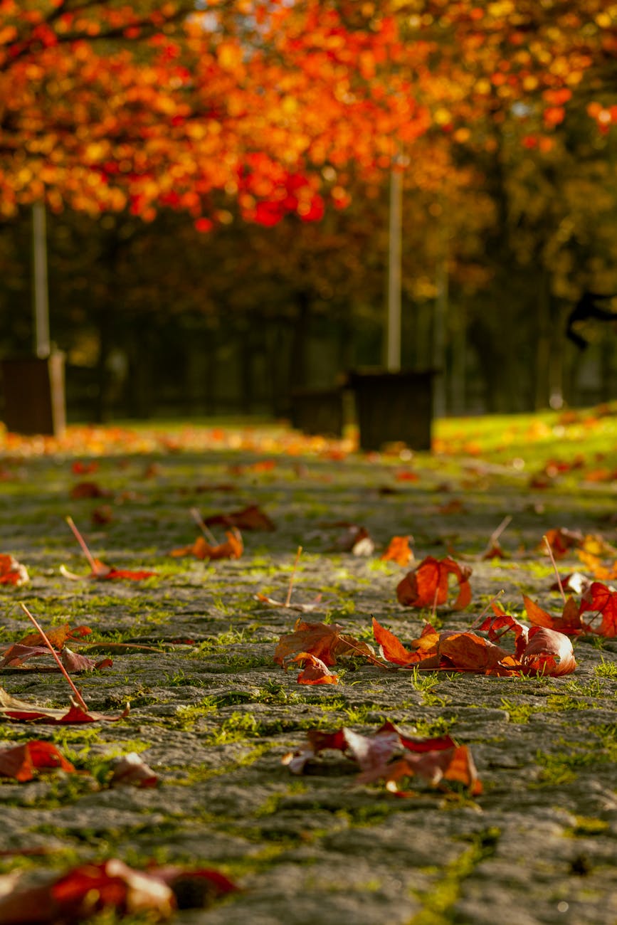 Colorful autumn leaves scattered on a park pathway in Bursa, Türkiye, capturing the essence of fall.