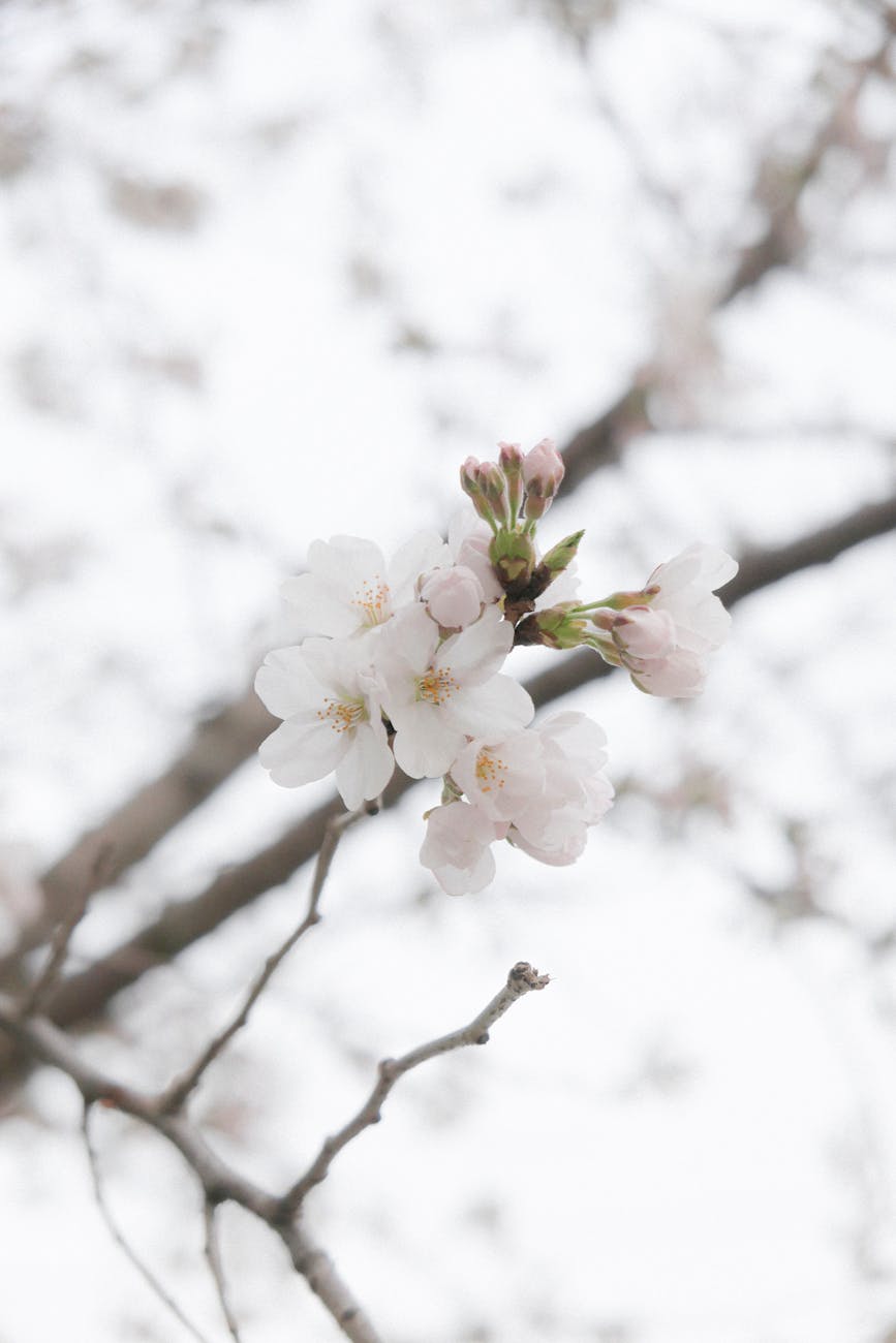 Delicate white cherry blossoms blooming on a branch against a soft background, capturing spring's essence.