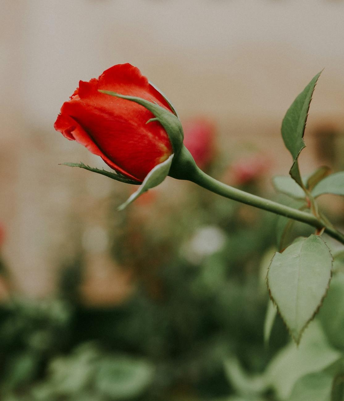 Close-up of a vibrant red rose in bloom with lush green leaves, symbolizing romance and natural beauty.