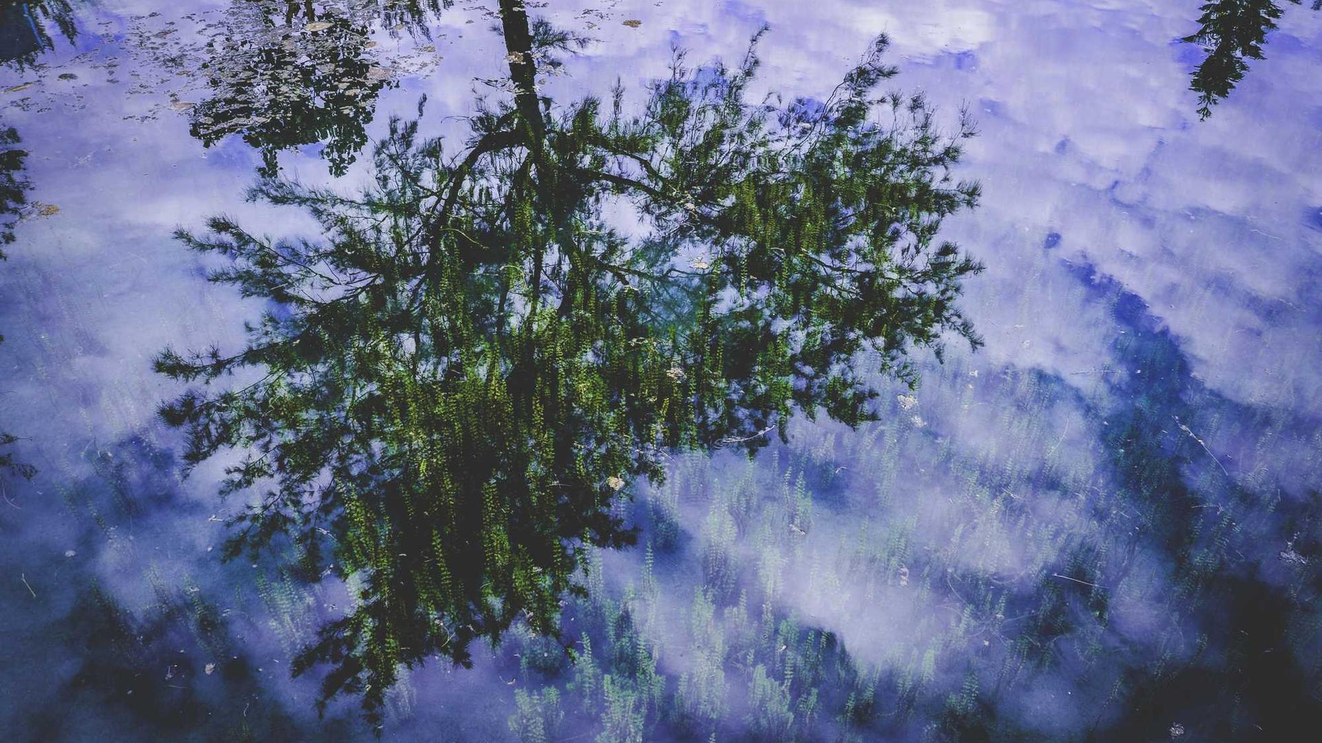 Random image from Lorem Picsum