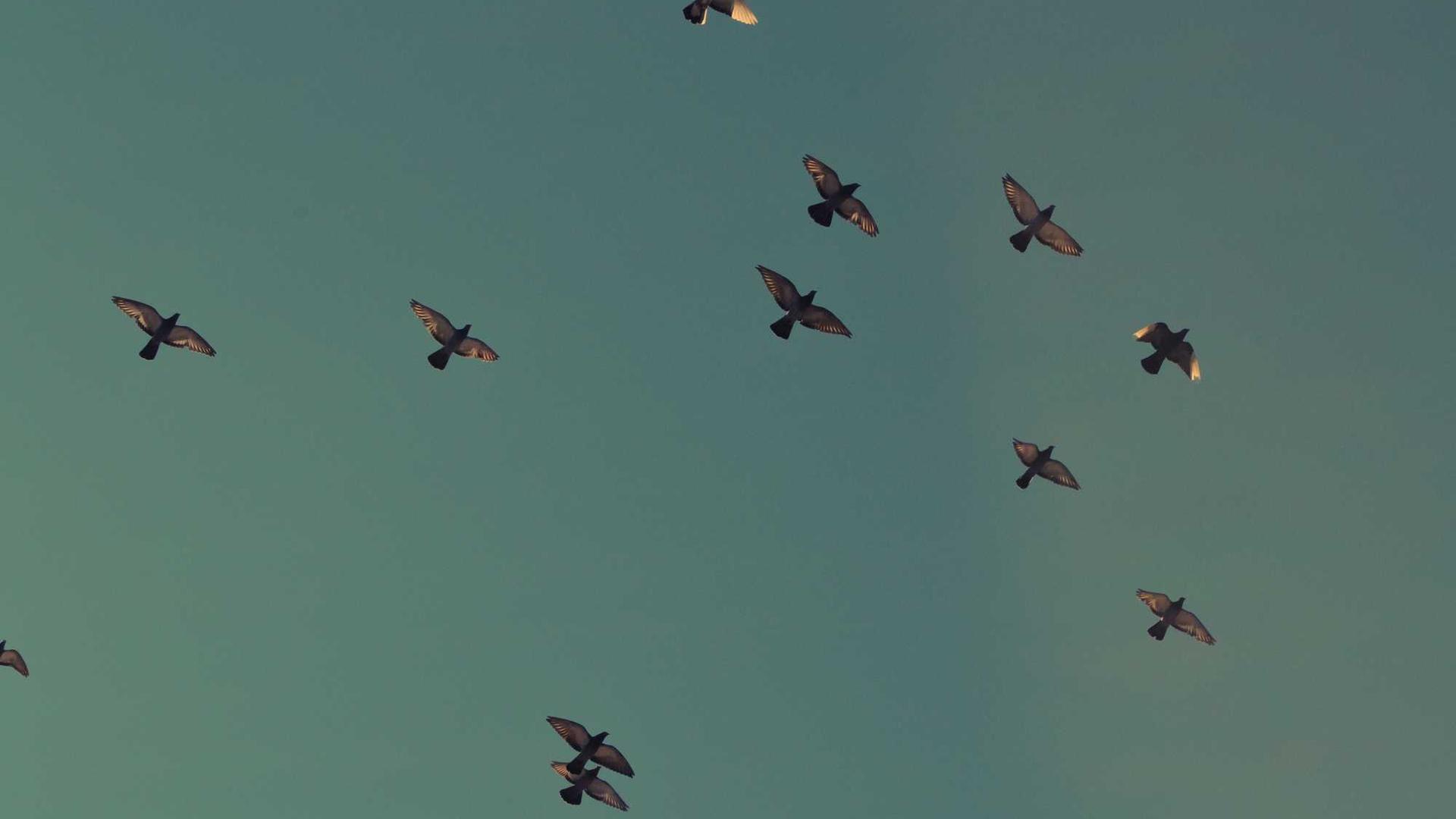 Random image from Lorem Picsum