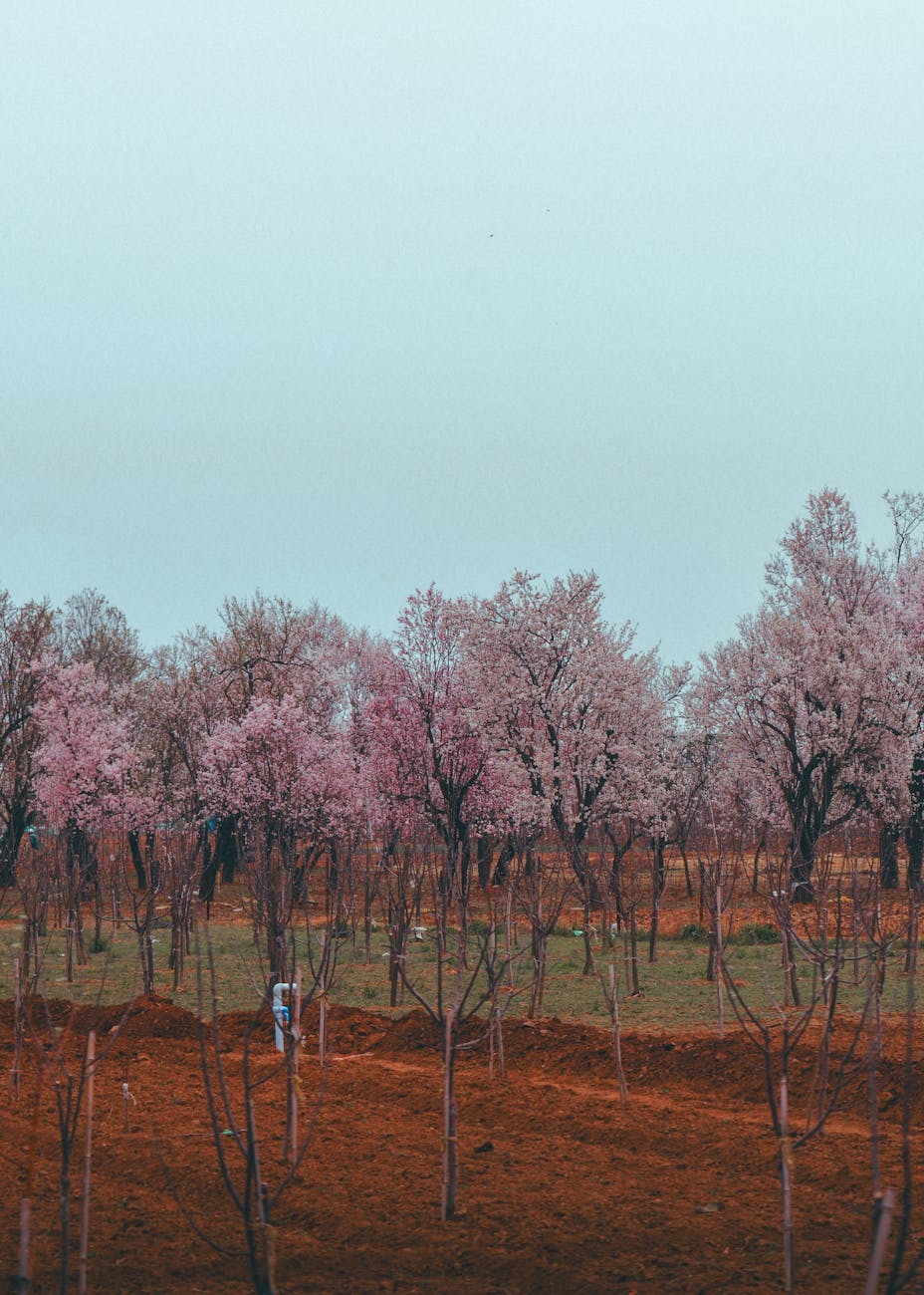 Beautiful pink cherry blossoms in a serene Kashmir landscape during springtime.