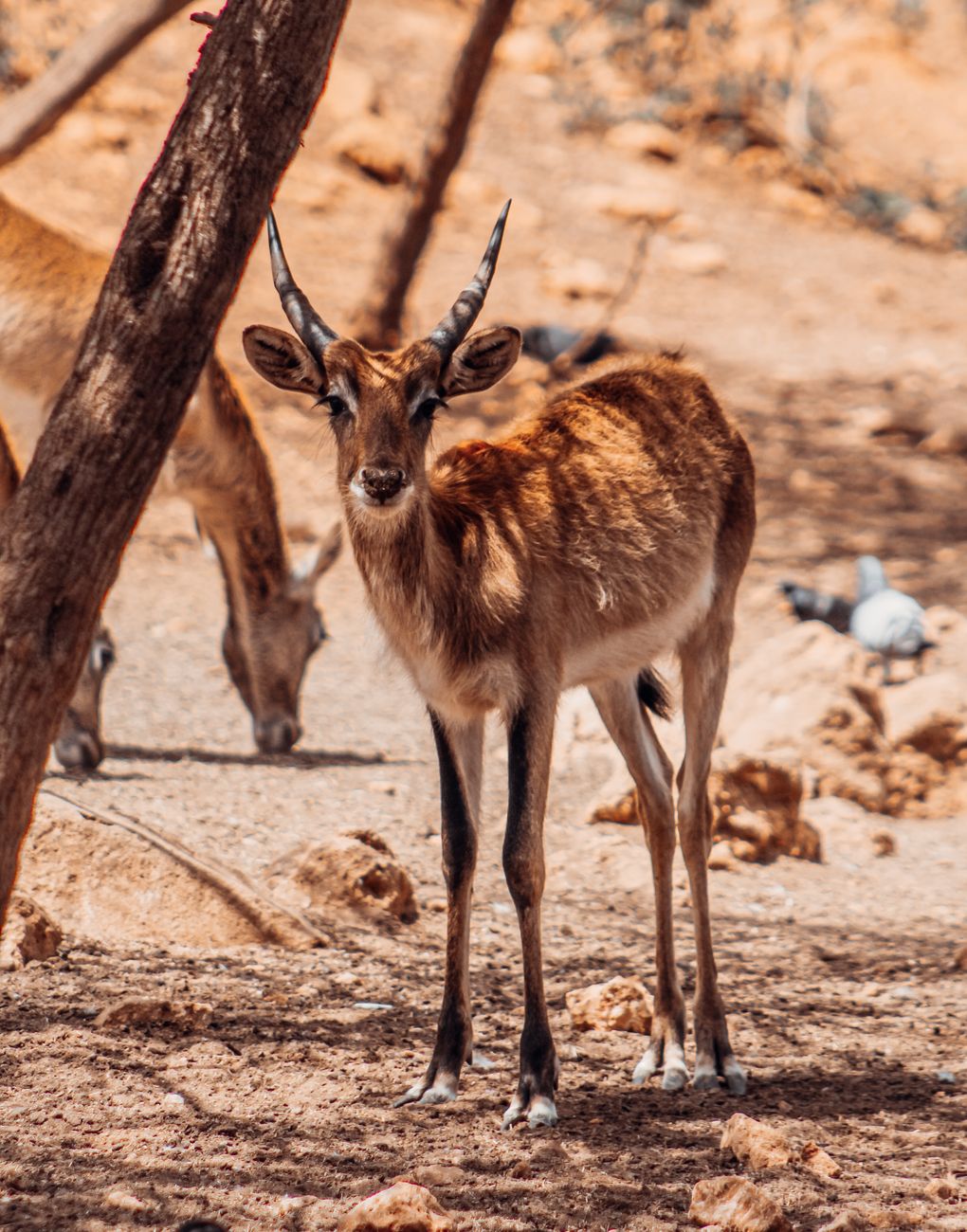 A beautiful antelope standing in the rocky terrain of the African savanna, showcasing its grace.