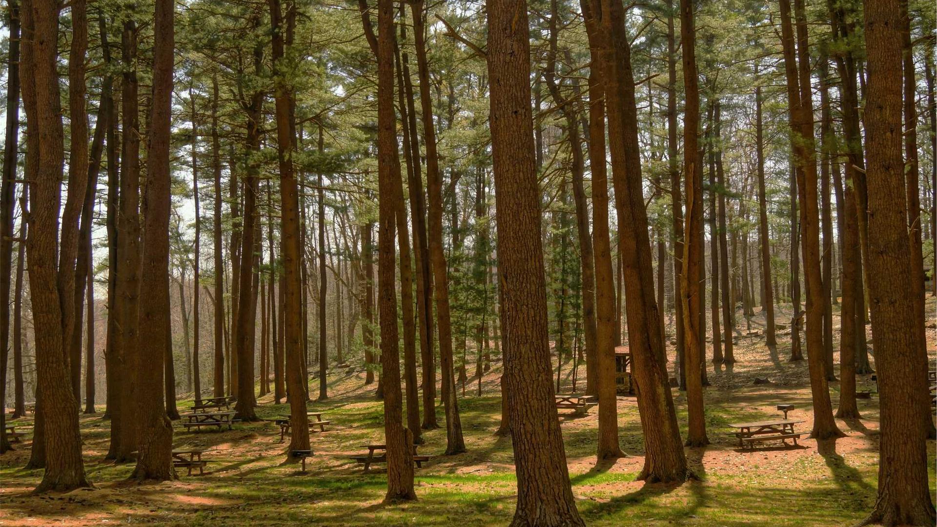 Random image from Lorem Picsum