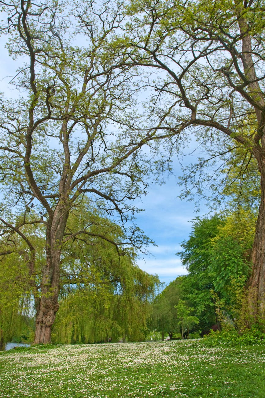 Peaceful spring scene featuring tall trees and lush greenery under a clear sky.