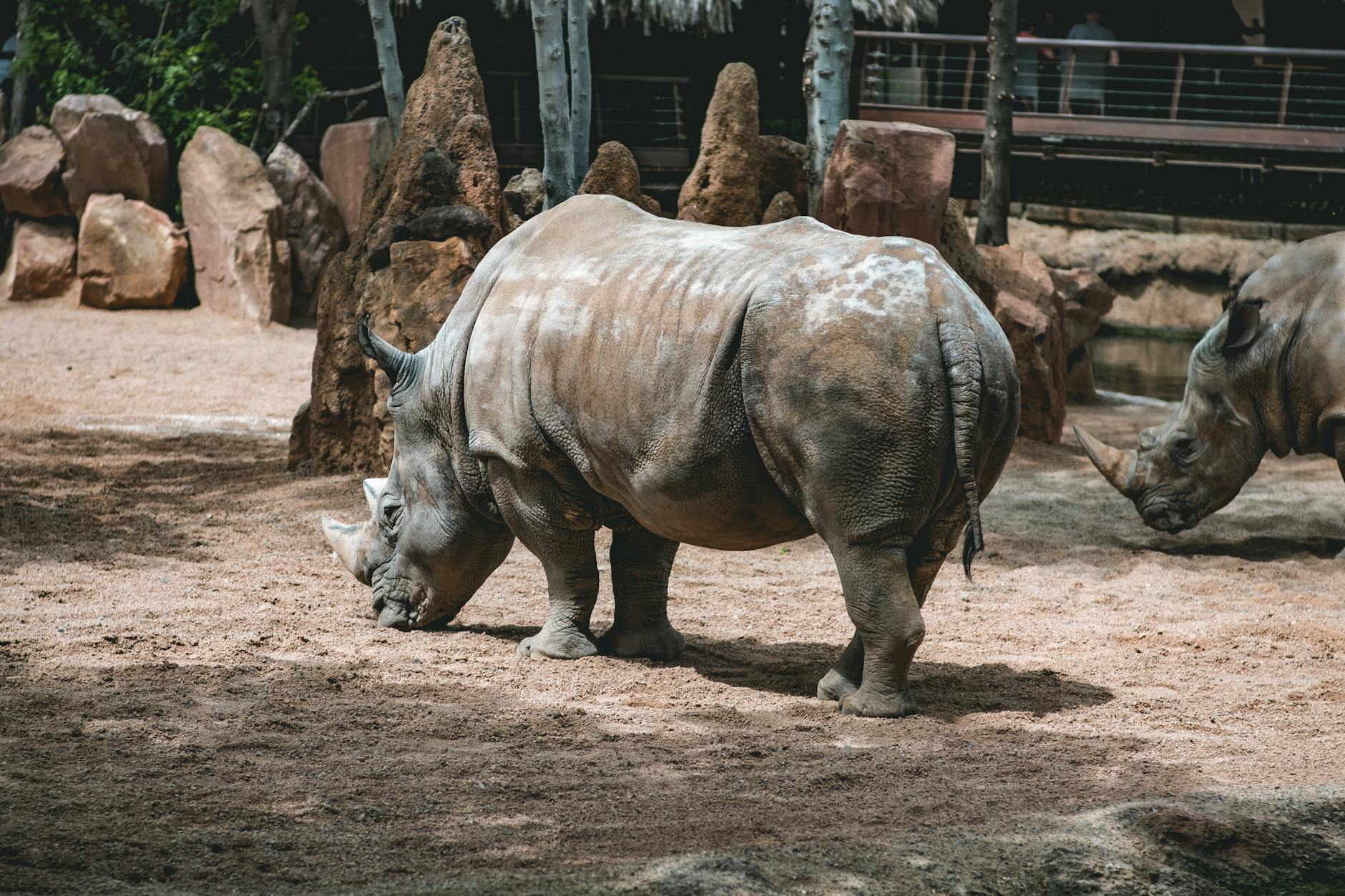 A white rhinoceros eating in a zoo exhibit, showcasing wildlife in captivity.