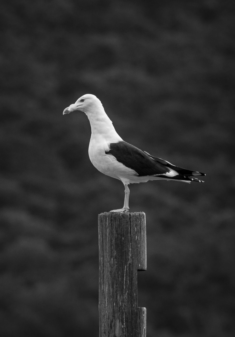 Black and white photo of a seagull perched on a wooden post against a blurred background.