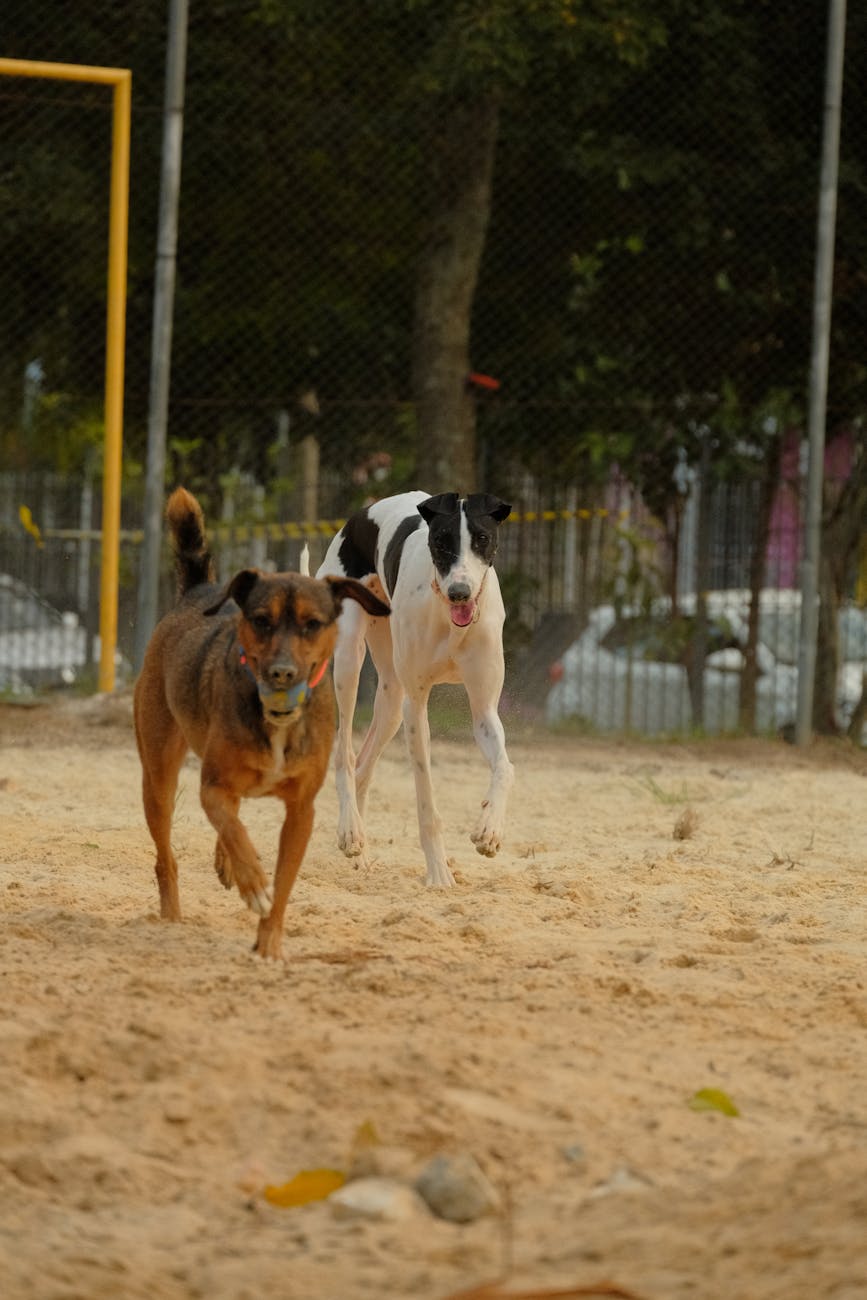 Two active dogs playing in a sandy park in Curitiba, Brazil.