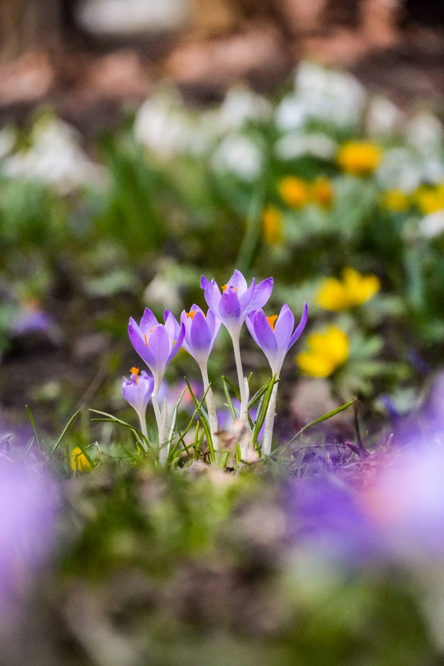 Close-up of purple crocuses in a vibrant German garden during springtime.