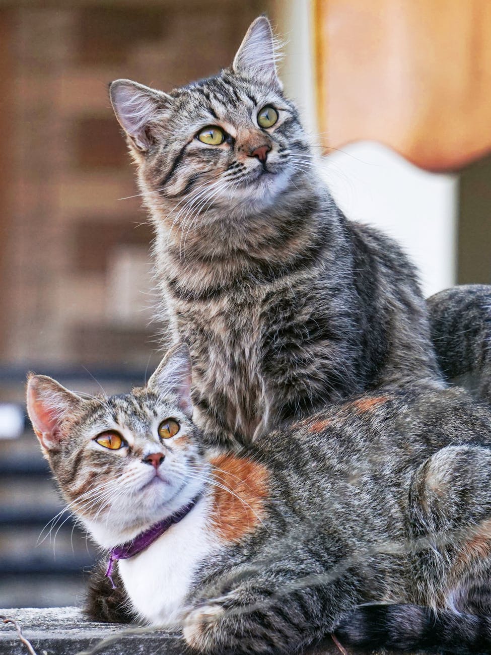 Two tabby cats enjoying a sunny day, showcasing their playful and curious nature.