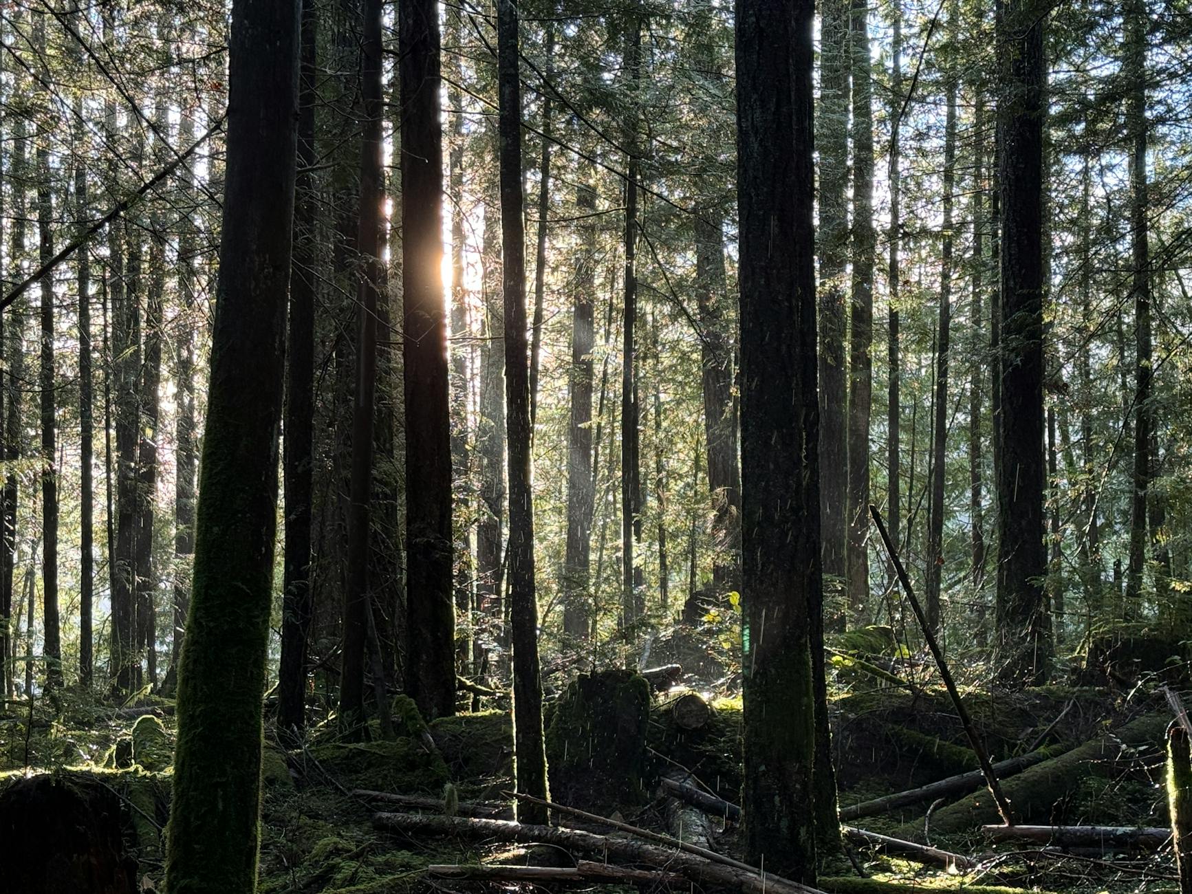 A peaceful forest scene with sunlight filtering through tall trees, creating a serene atmosphere.