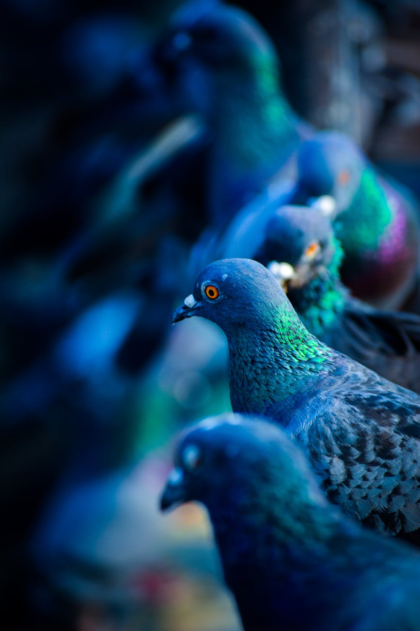 A striking close-up of pigeons showcasing vibrant plumage and sharp focus in natural light.