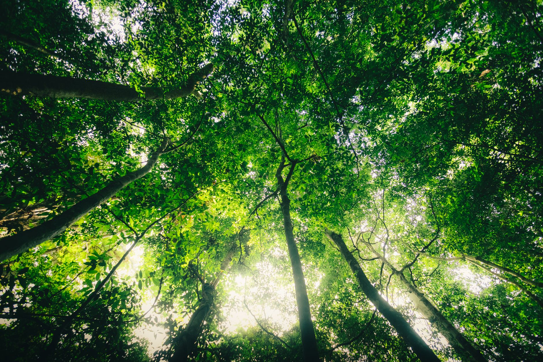 A vibrant view looking up at tall trees in Nam Cát Tiên, showcasing dense green foliage and natural light.