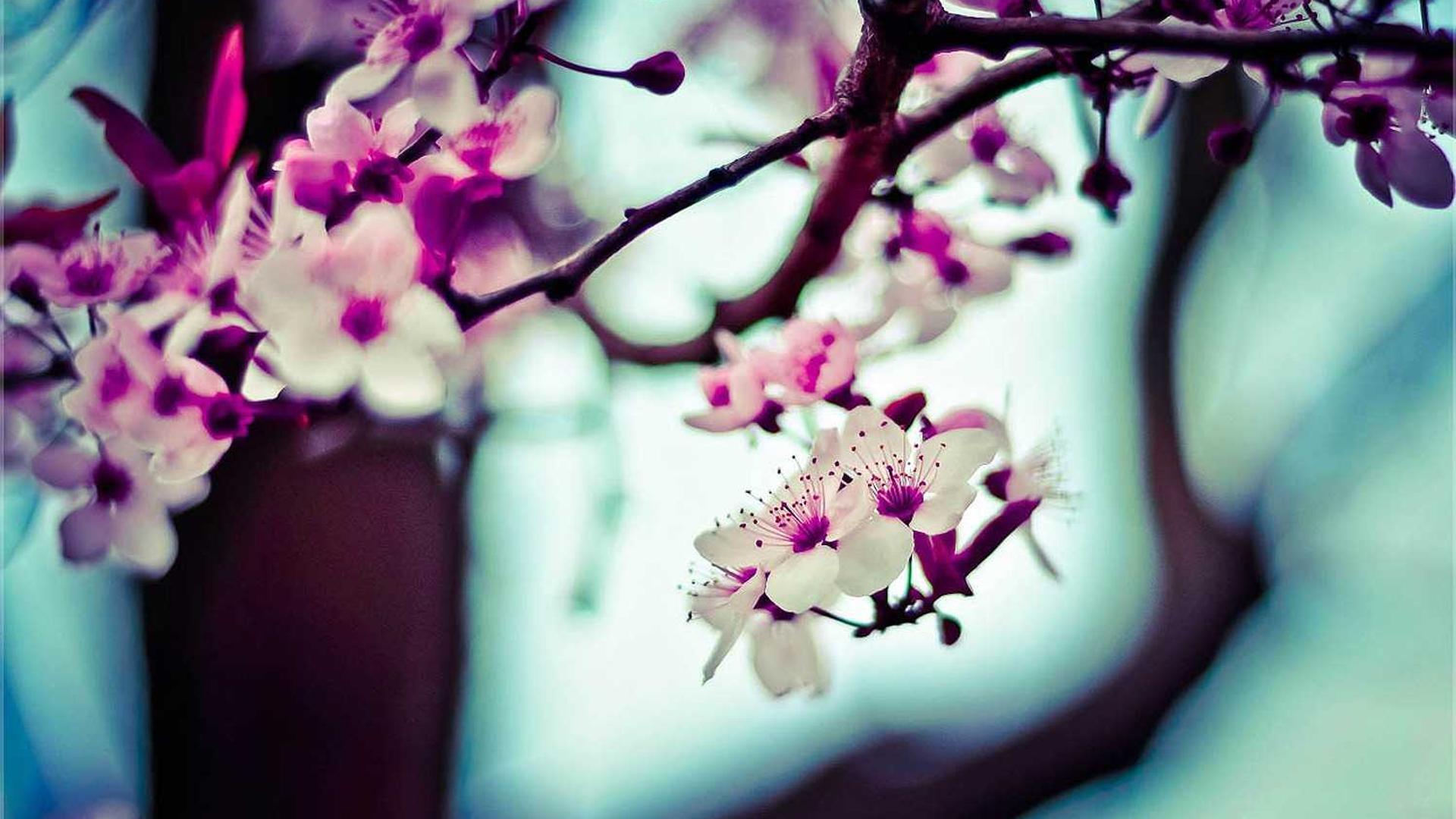 Random image from Lorem Picsum