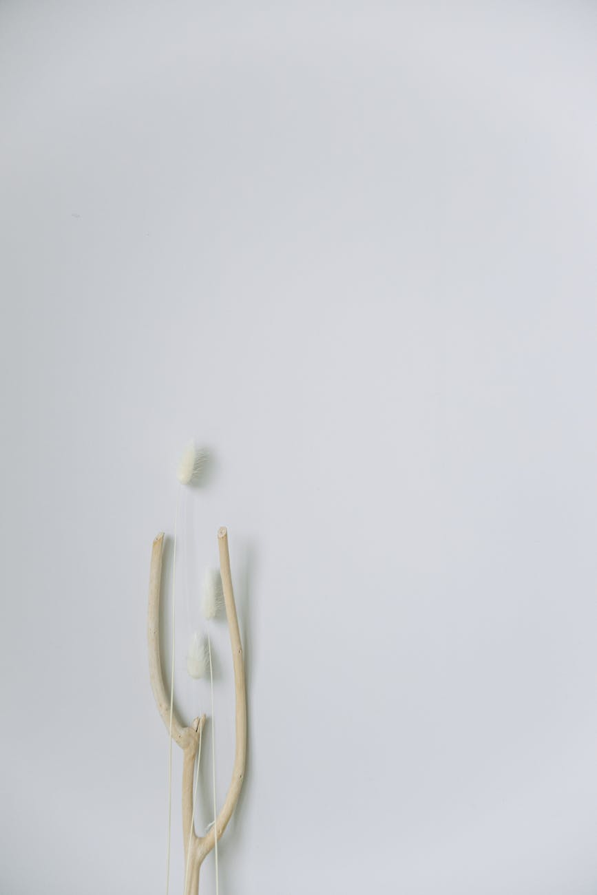 Minimalist decor featuring natural tree branches on a soft white background in Japandi style.