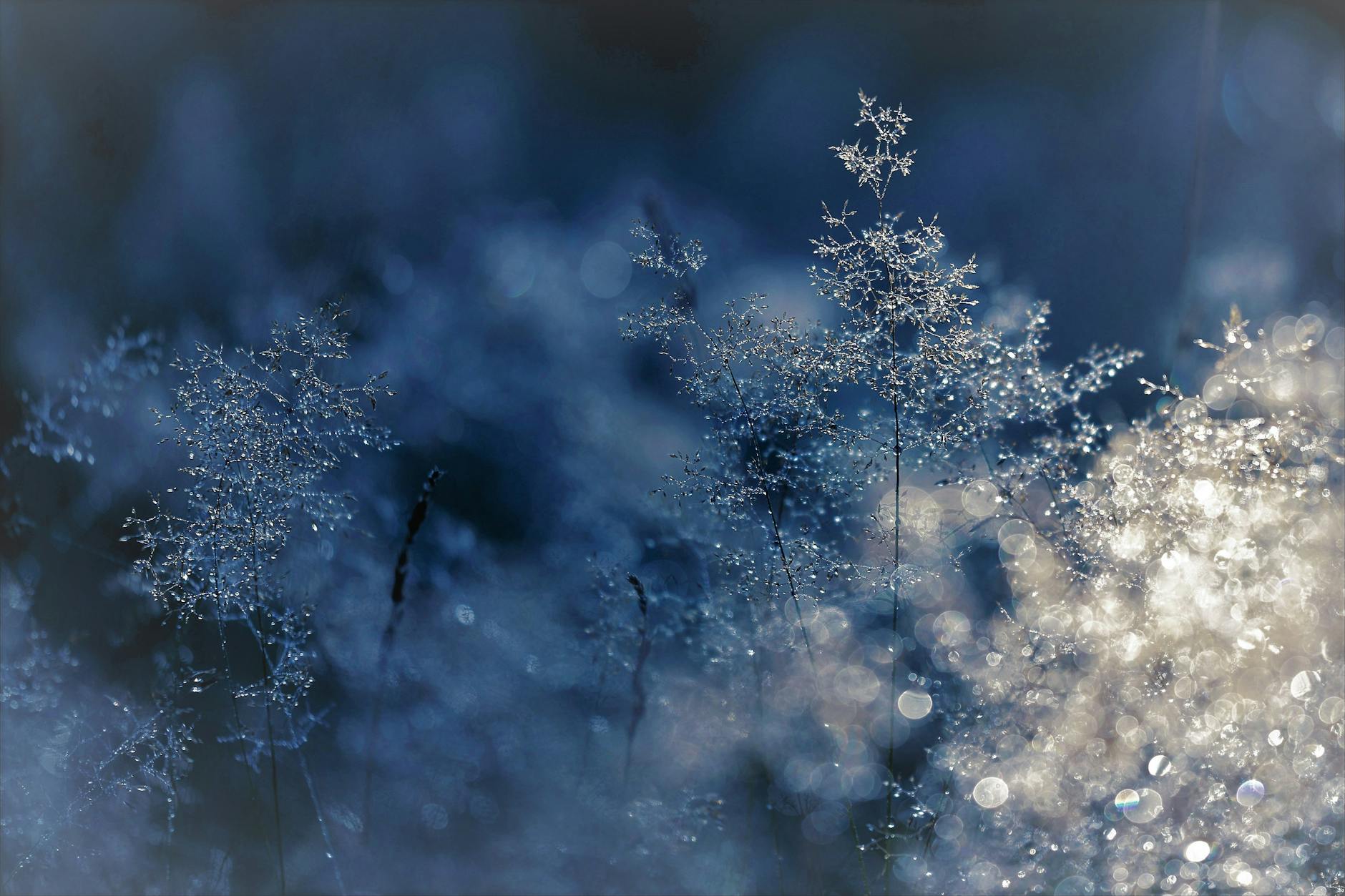 Capture of frosty grass with sparkling water droplets in the morning light, creating a dreamy effect.
