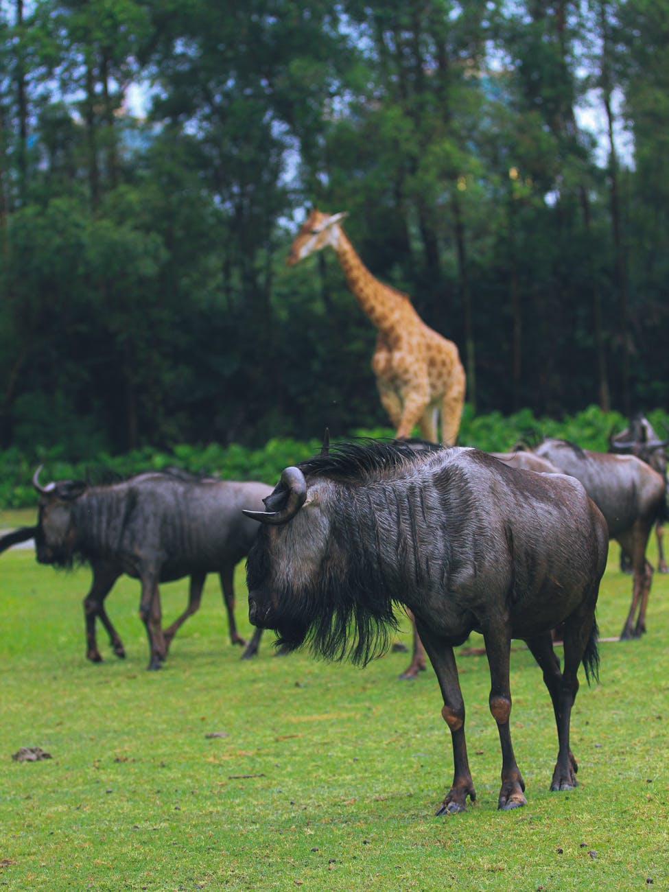 A serene safari scene featuring wildebeests grazing with a majestic giraffe in the distance.