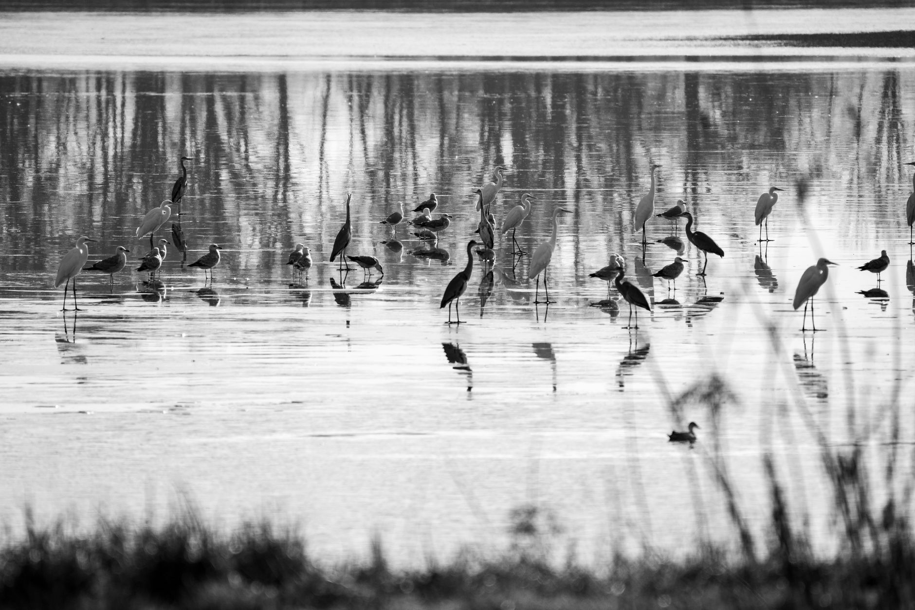 A tranquil black and white image of various birds in a wetland setting, featuring reflections on the water.