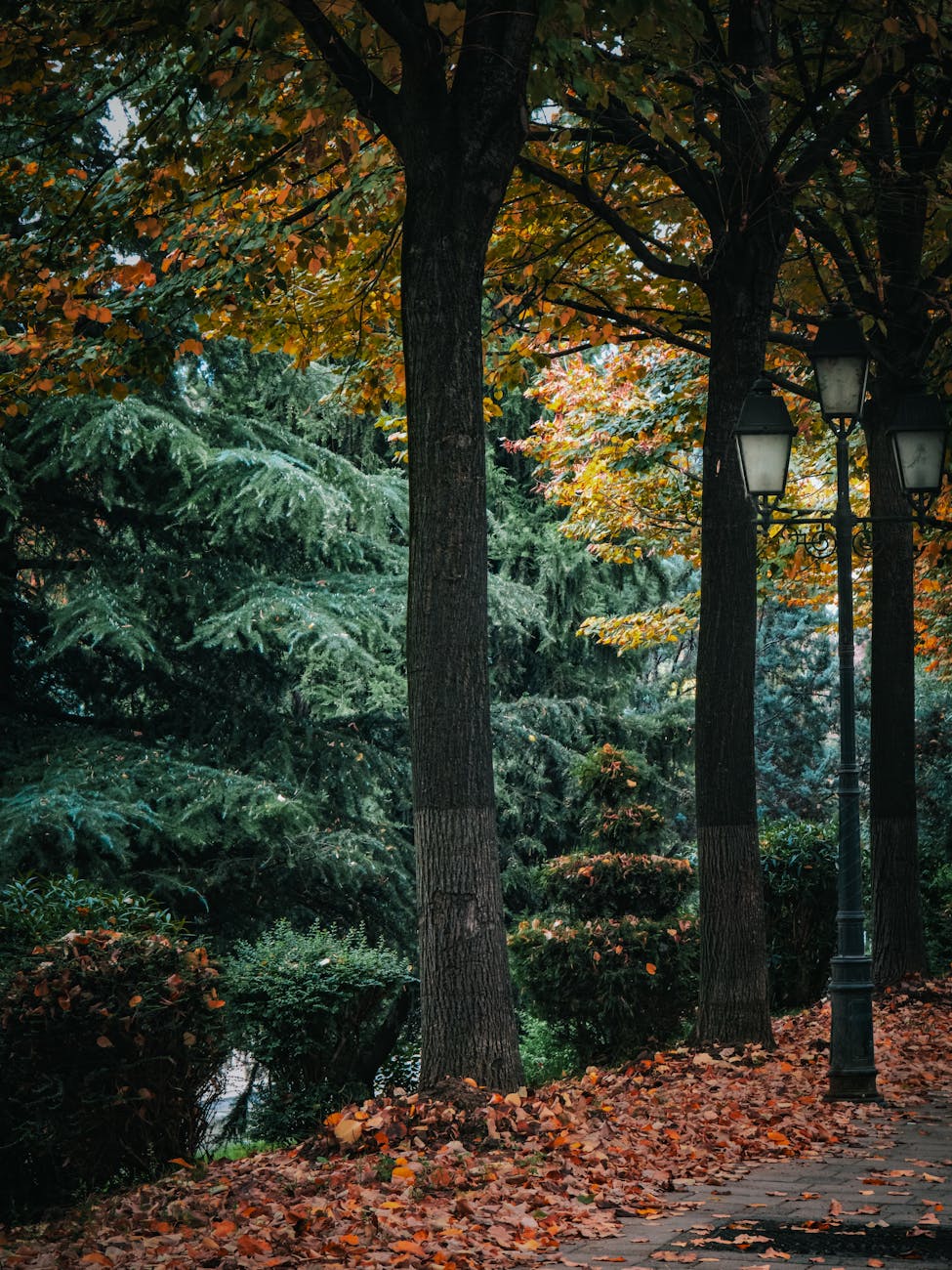 Discover the tranquil autumn beauty of a park in Tiranë, Albania, with vibrant foliage and serene pathways.
