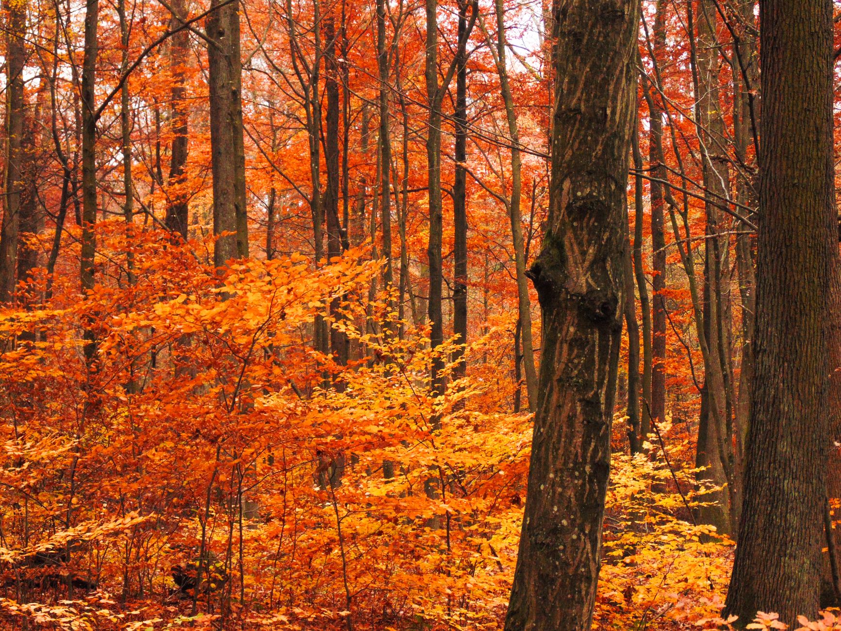 Lush orange and yellow leaves in a tranquil autumn forest, capturing the essence of fall.