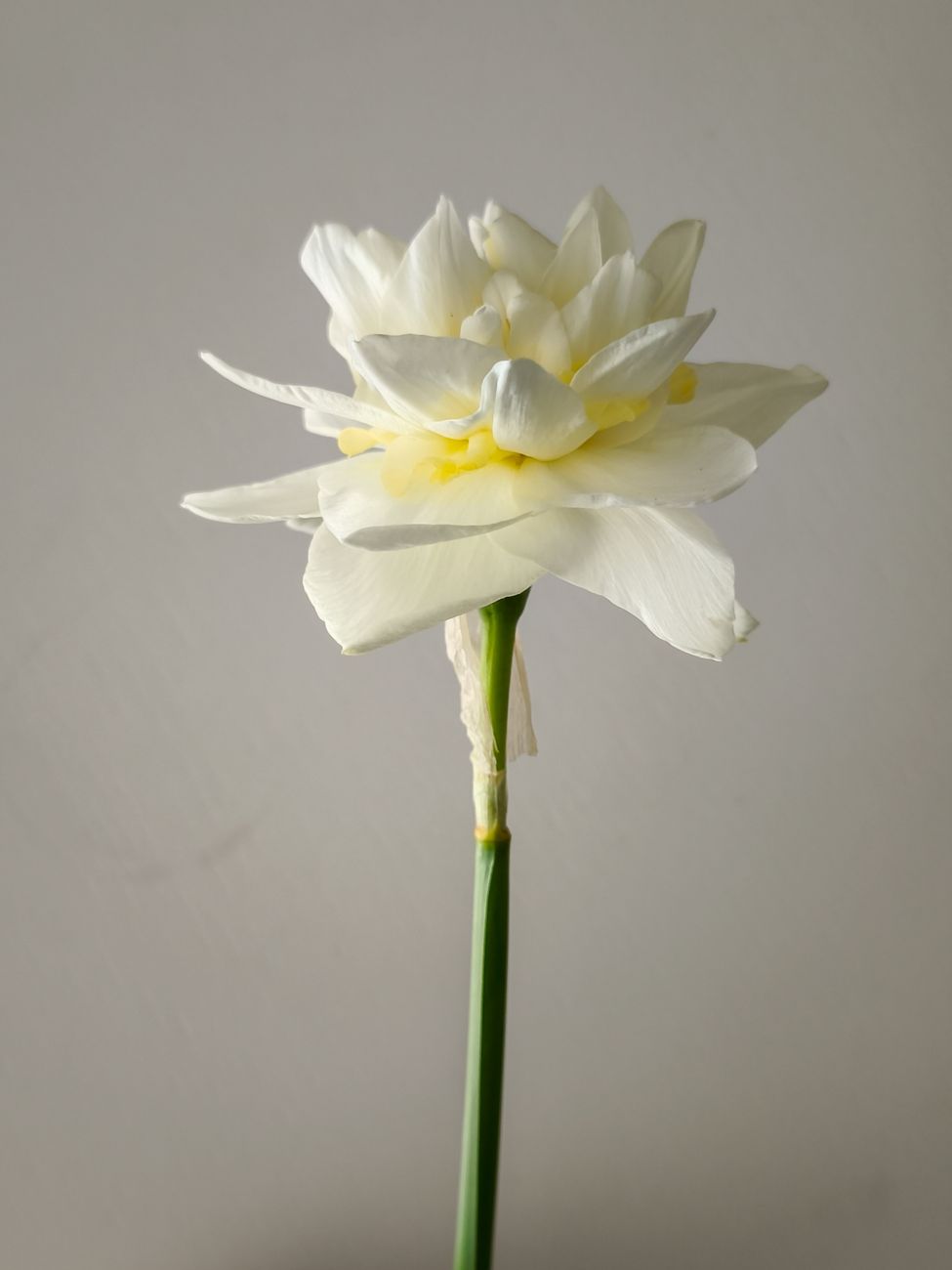 Close-up of a white flower with multiple petals, showcasing natural beauty indoors.