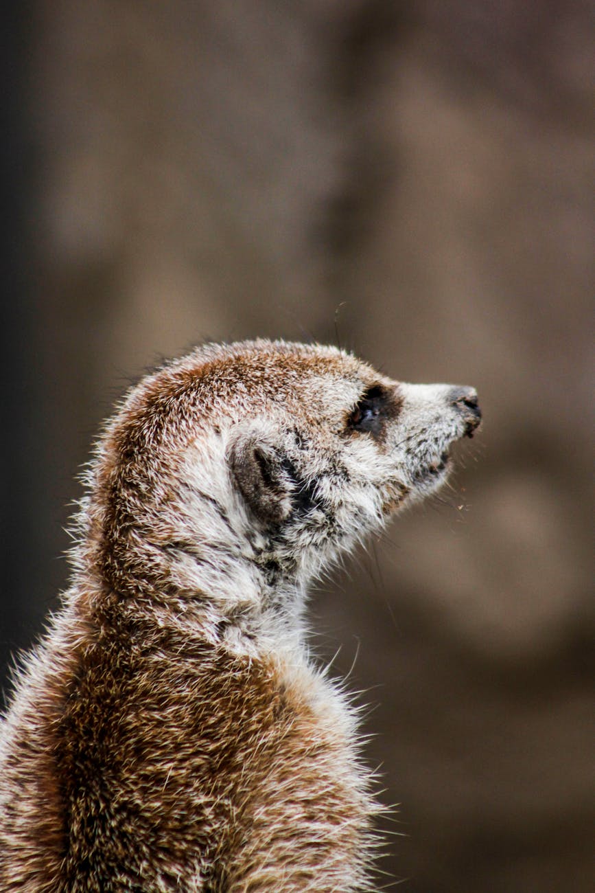 Detailed profile shot of a meerkat, showcasing its fur texture and natural habitat.