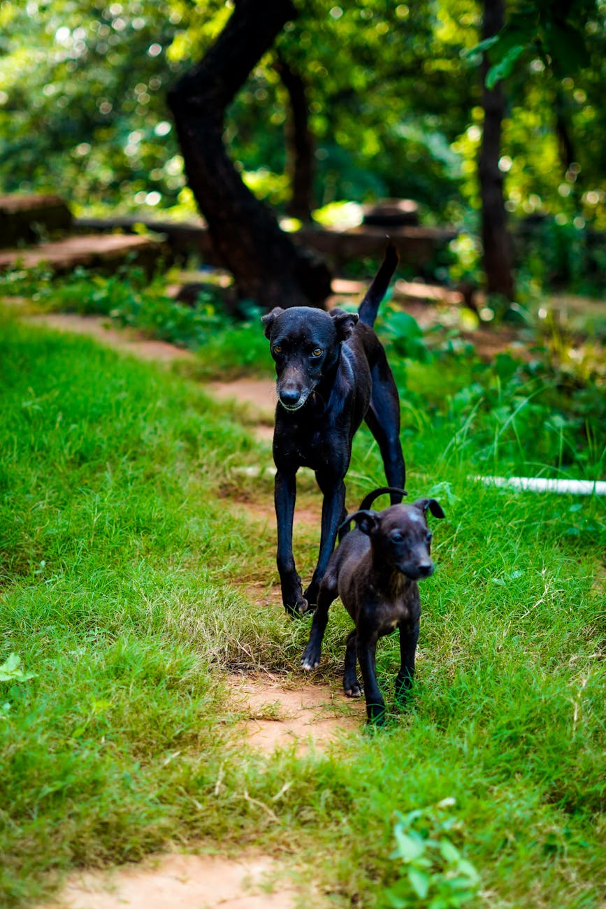 Two black dogs walking on a forest path surrounded by lush greenery.