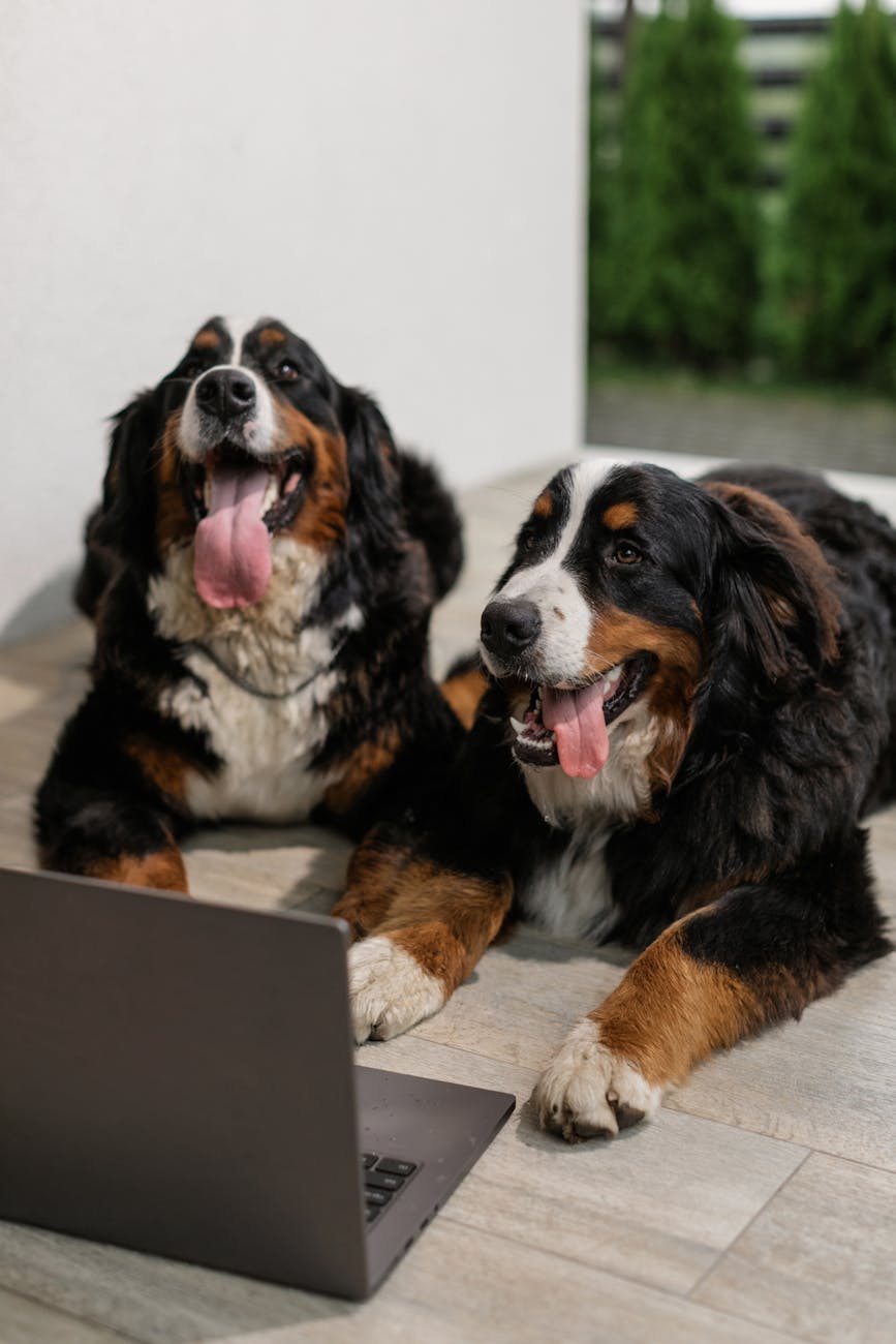 Two happy Bernese Mountain Dogs sitting indoors next to a laptop, looking engaged and playful.