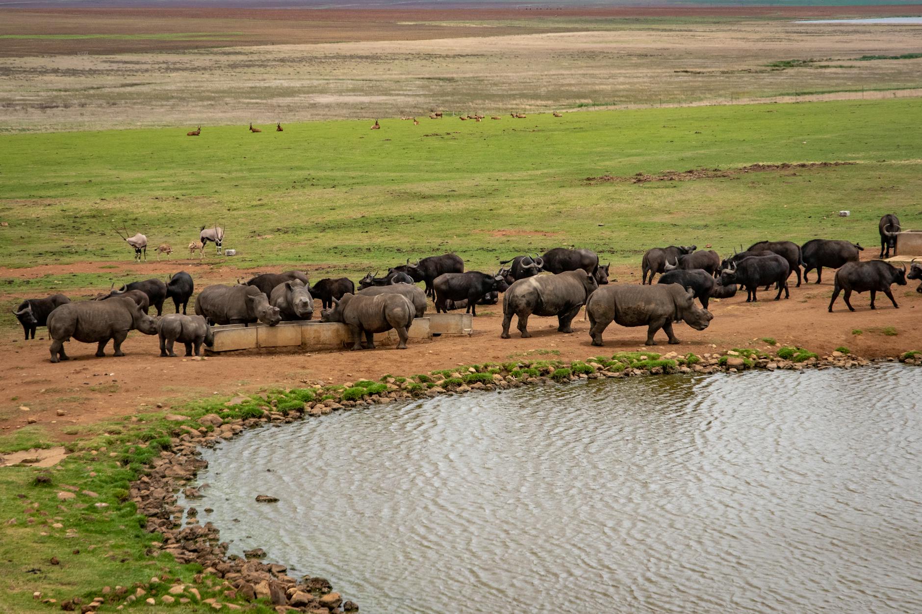 Rhinos and buffaloes gather at a waterhole in a vast African landscape depicting wildlife behavior.