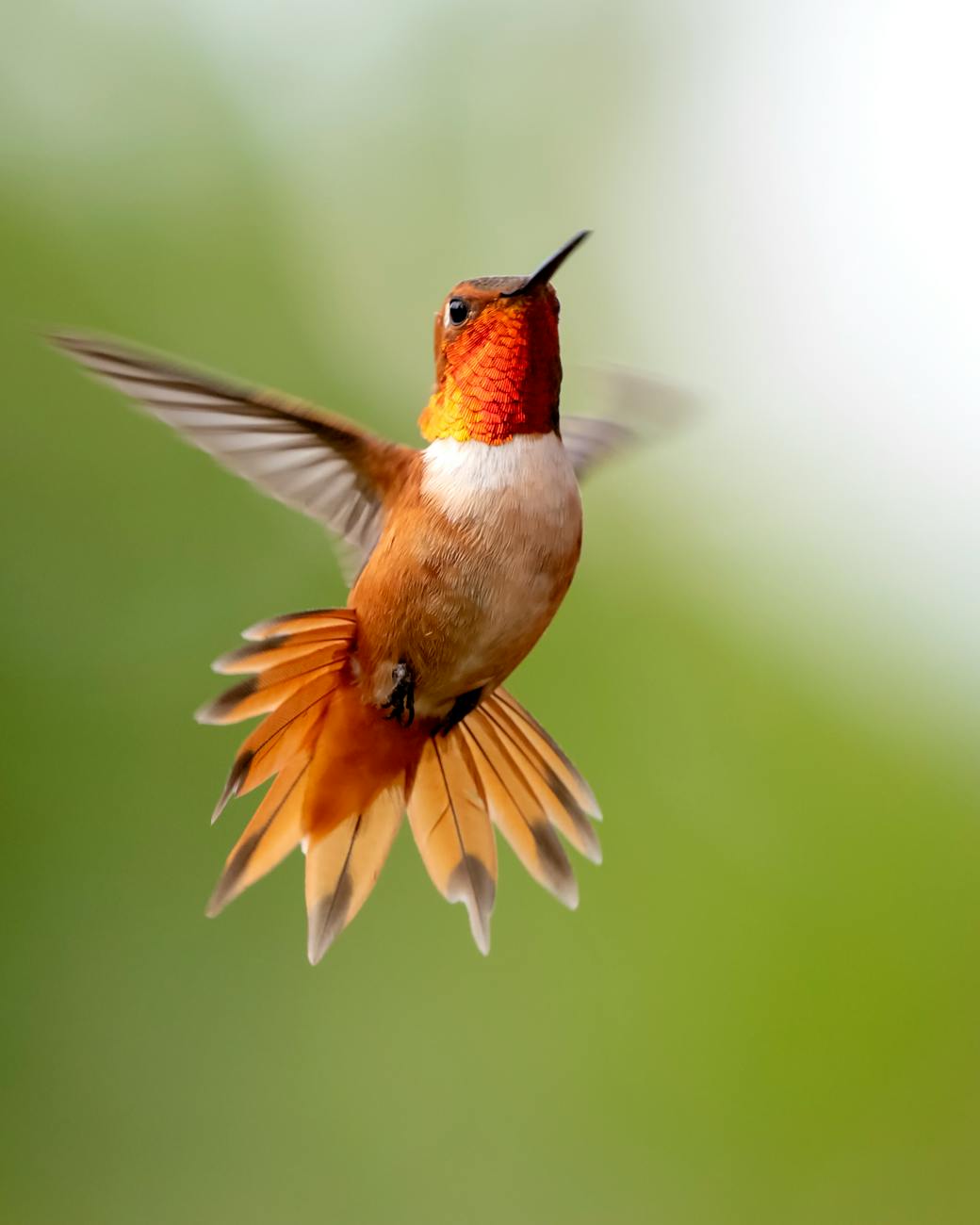 Stunning Rufous Hummingbird captured mid-flight against a blurred green background.