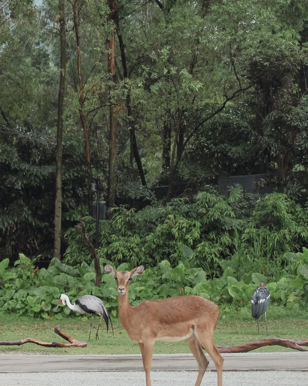 A serene scene featuring an impala antelope and marabou storks in a lush forest setting.