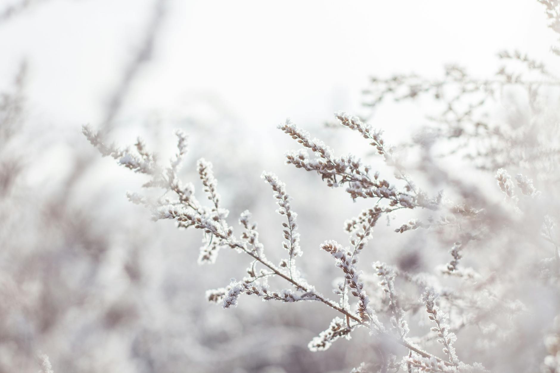 Close-up of frost-covered branches in a serene winter landscape.