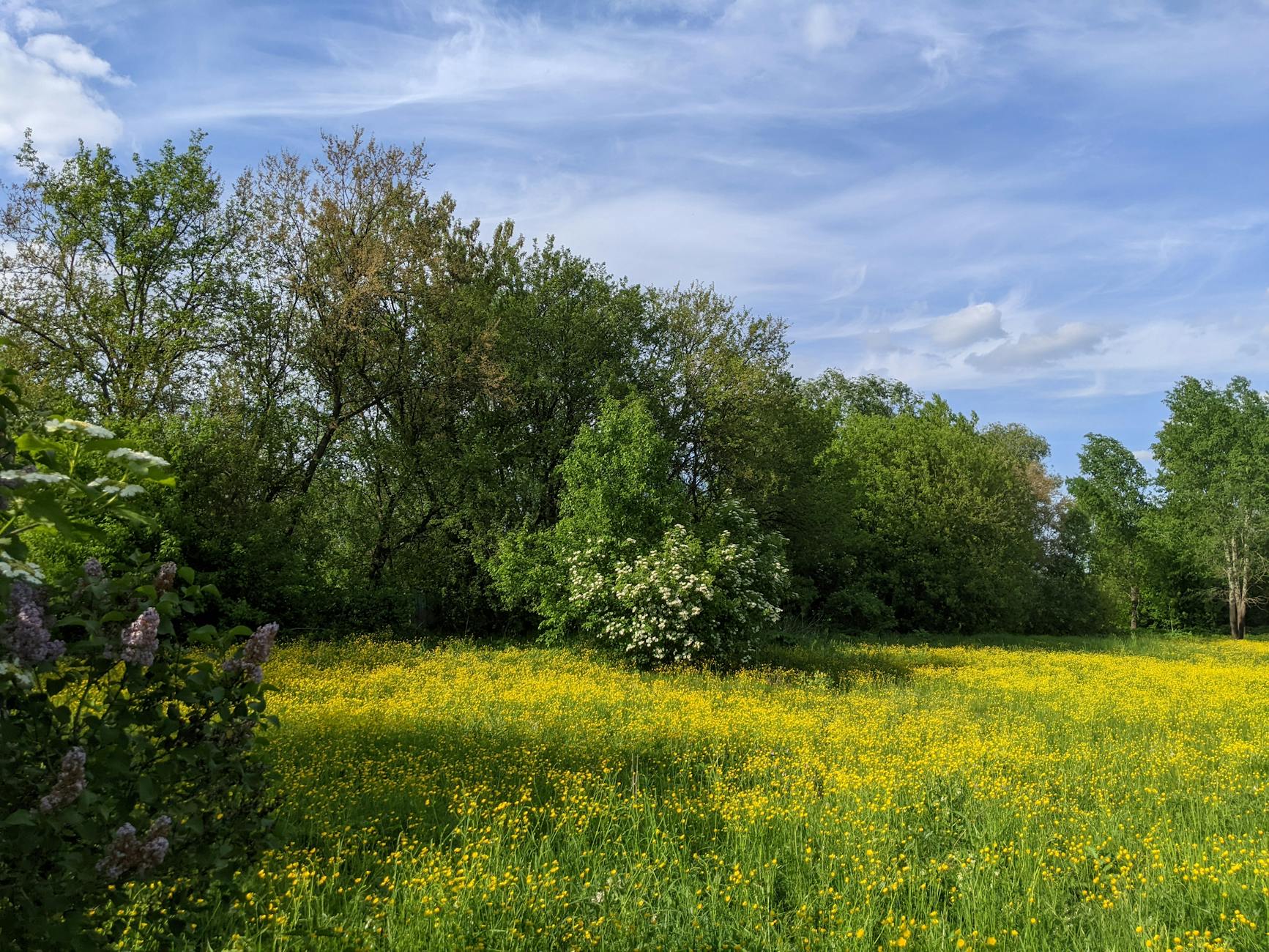 A vibrant meadow filled with yellow wildflowers and lush green trees under a blue sky in spring.
