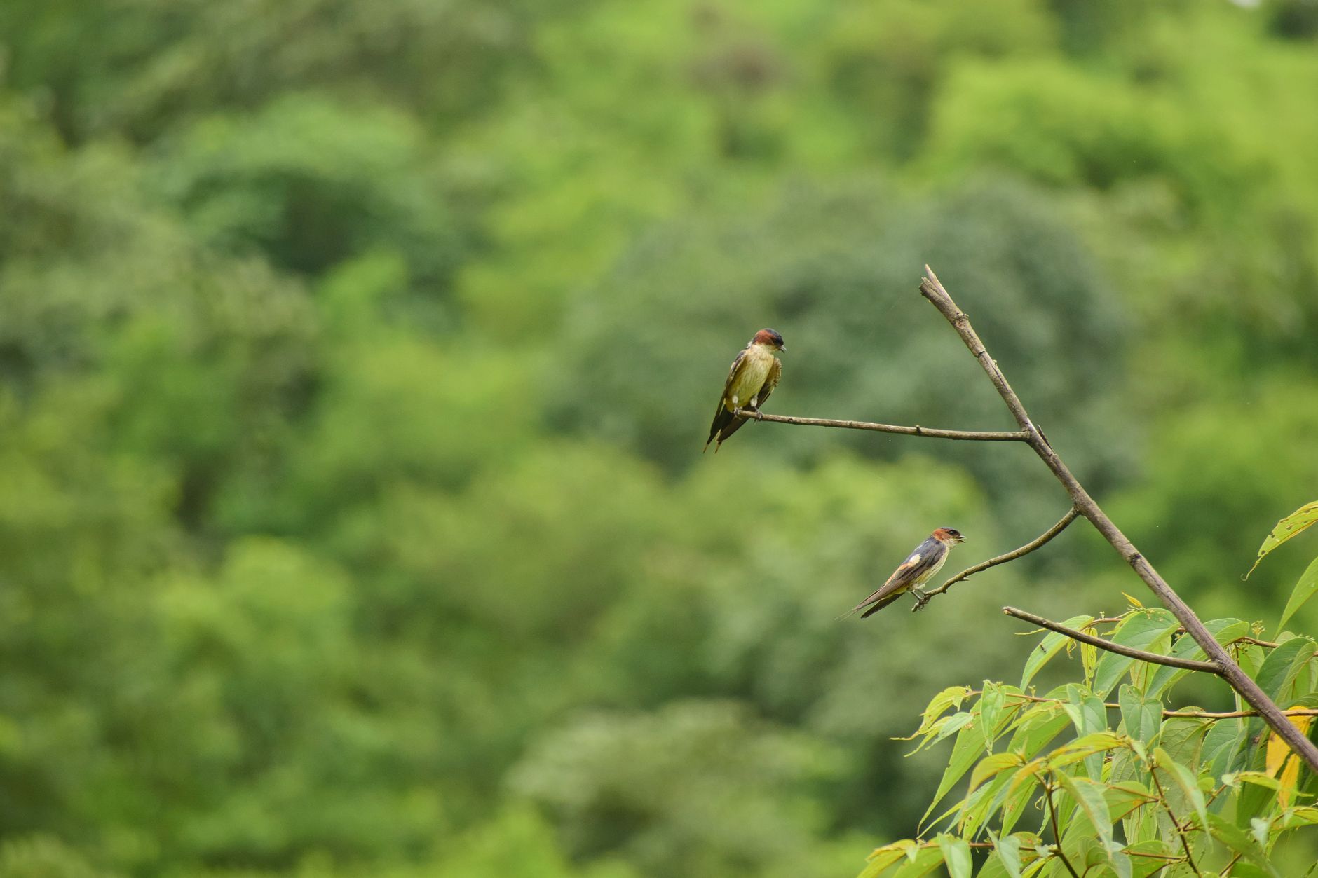 Two swallows perched on a branch against a vibrant green forest background.