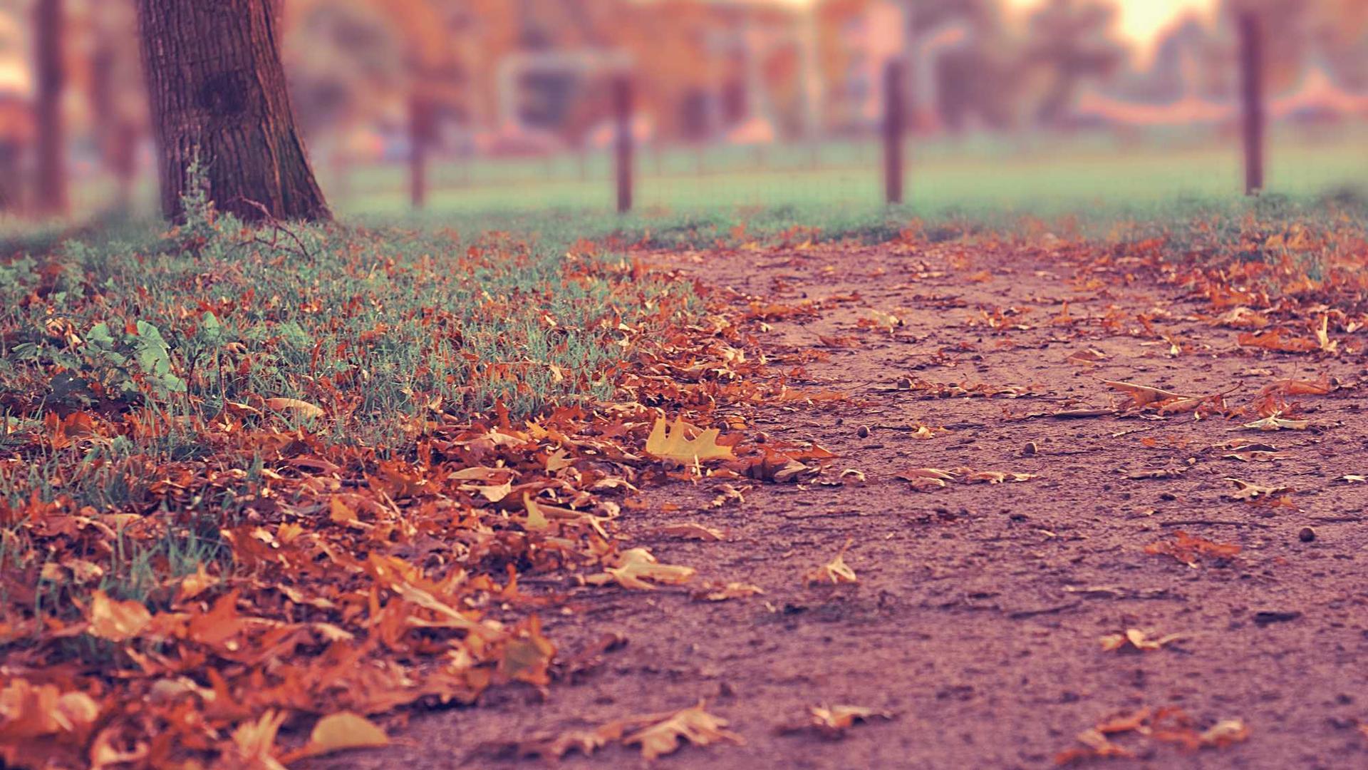 Random image from Lorem Picsum