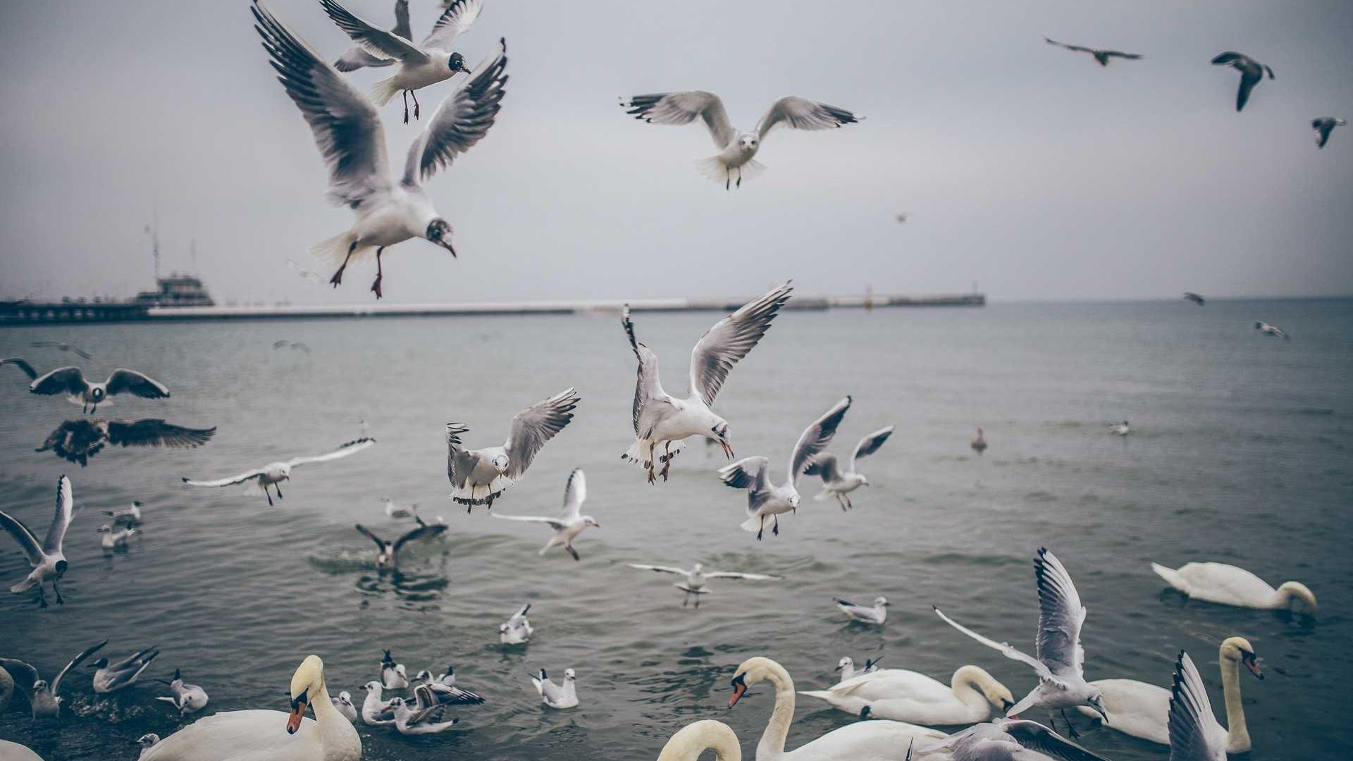 Random image from Lorem Picsum