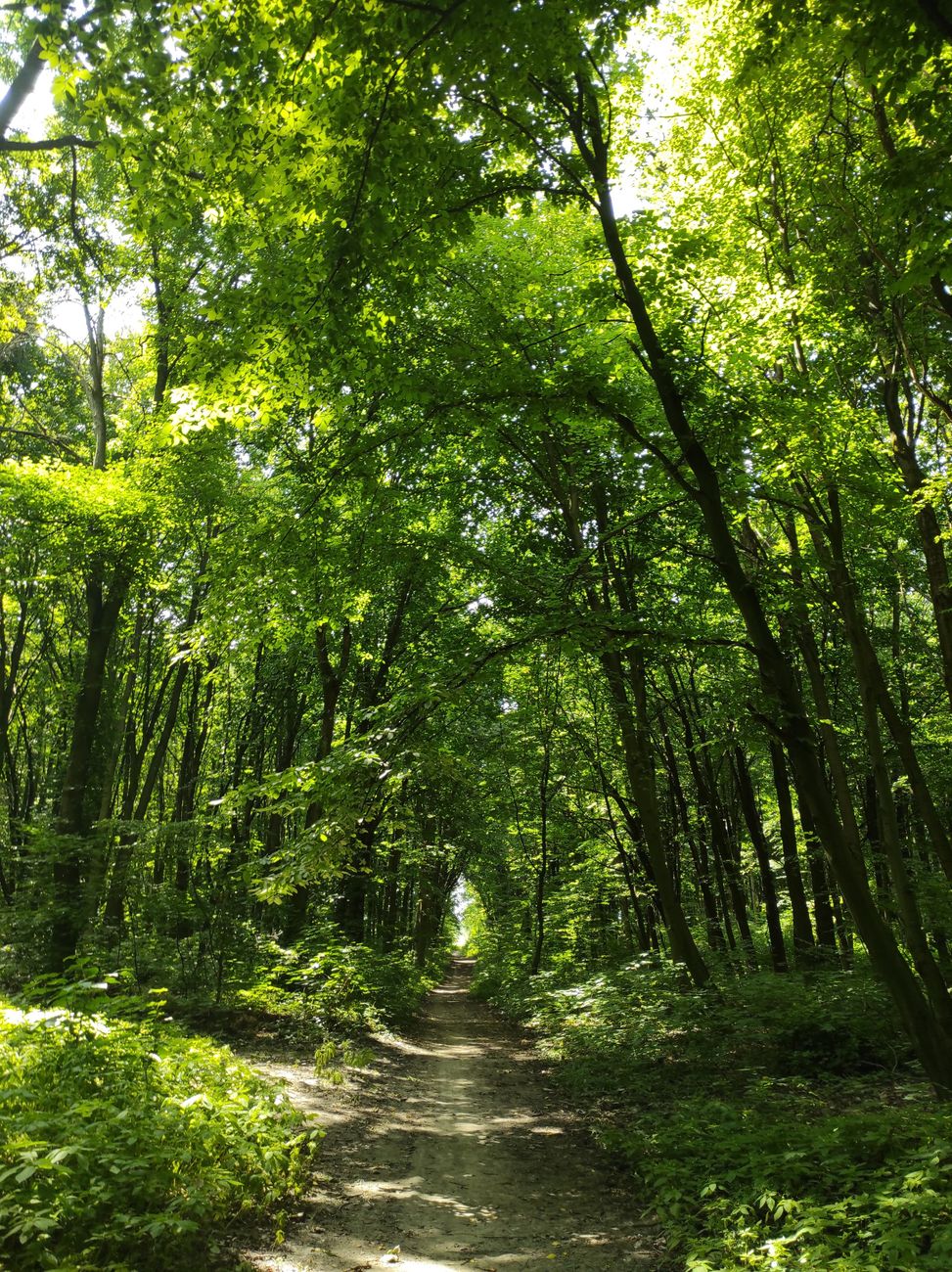 Tranquil forest path surrounded by vibrant green foliage on a sunny day.