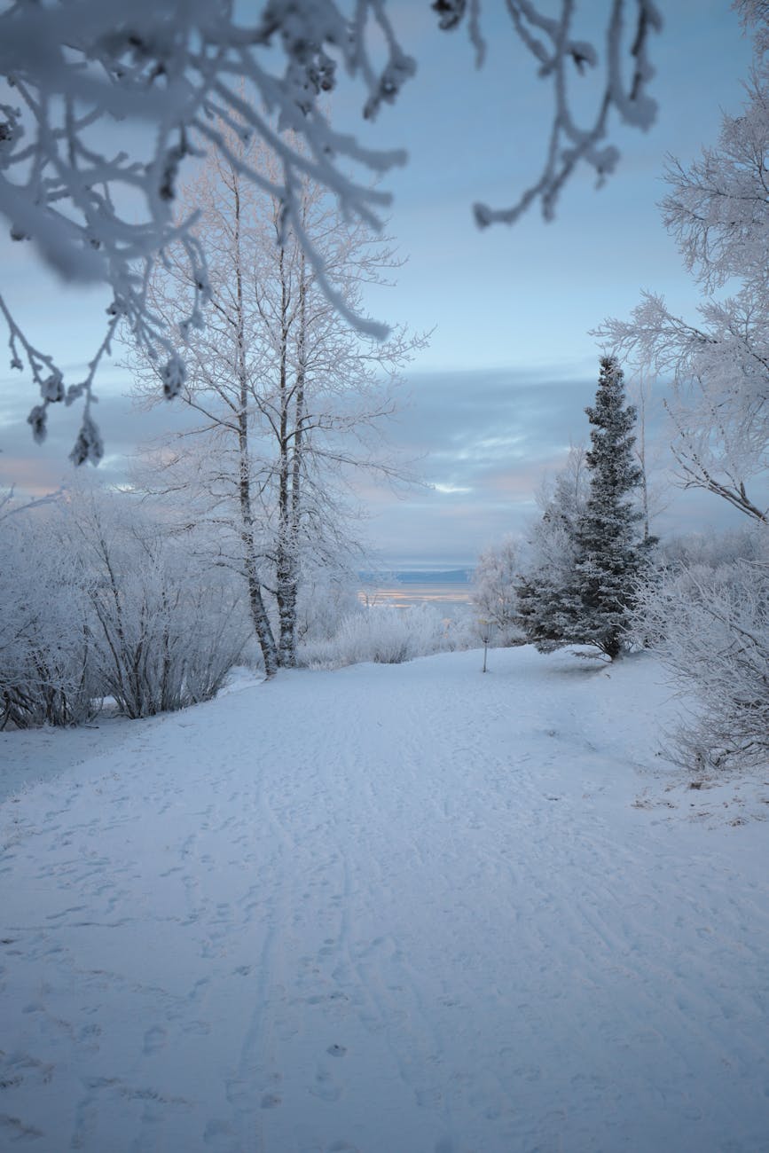 Scenic snowy landscape in Anchorage, Alaska featuring frosty trees and a serene winter backdrop.