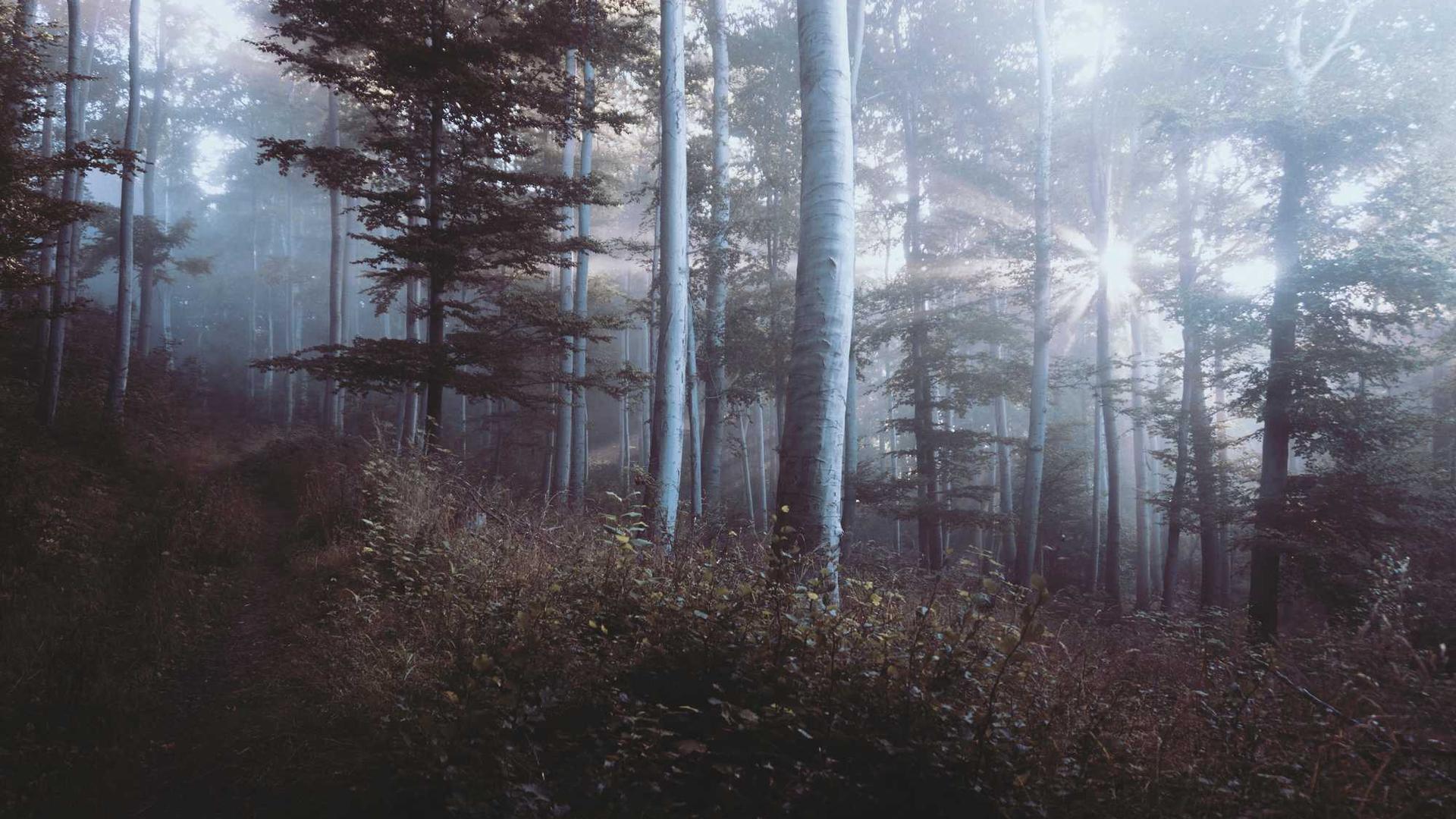 Random image from Lorem Picsum