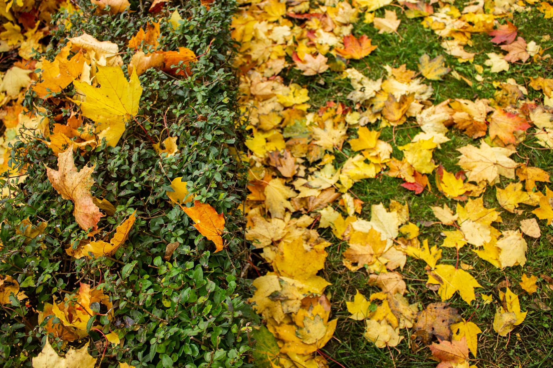 Vibrant autumn leaves scattered over a lush green hedge and grass.