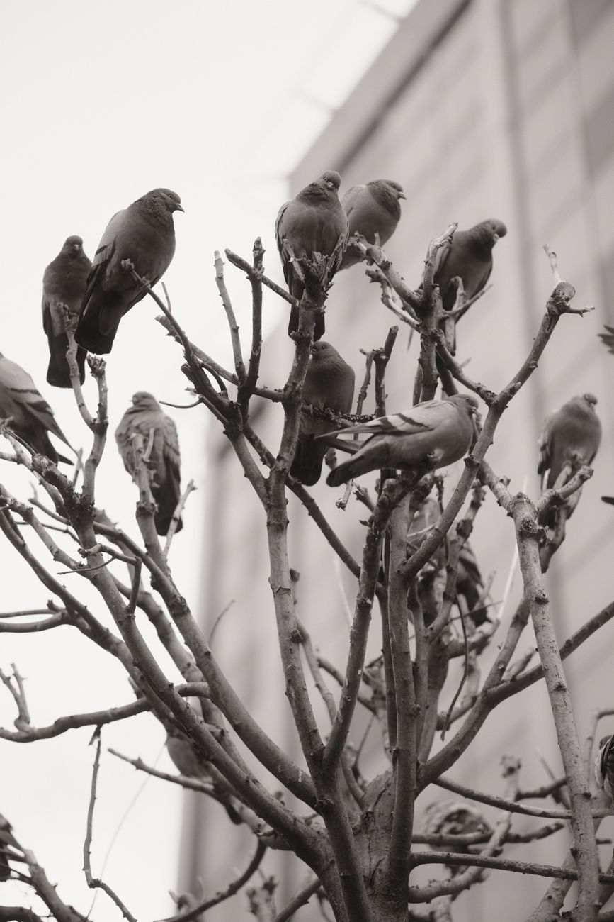 Monochrome image of pigeons on bare branches in cityscape, conveying urban wildlife theme.