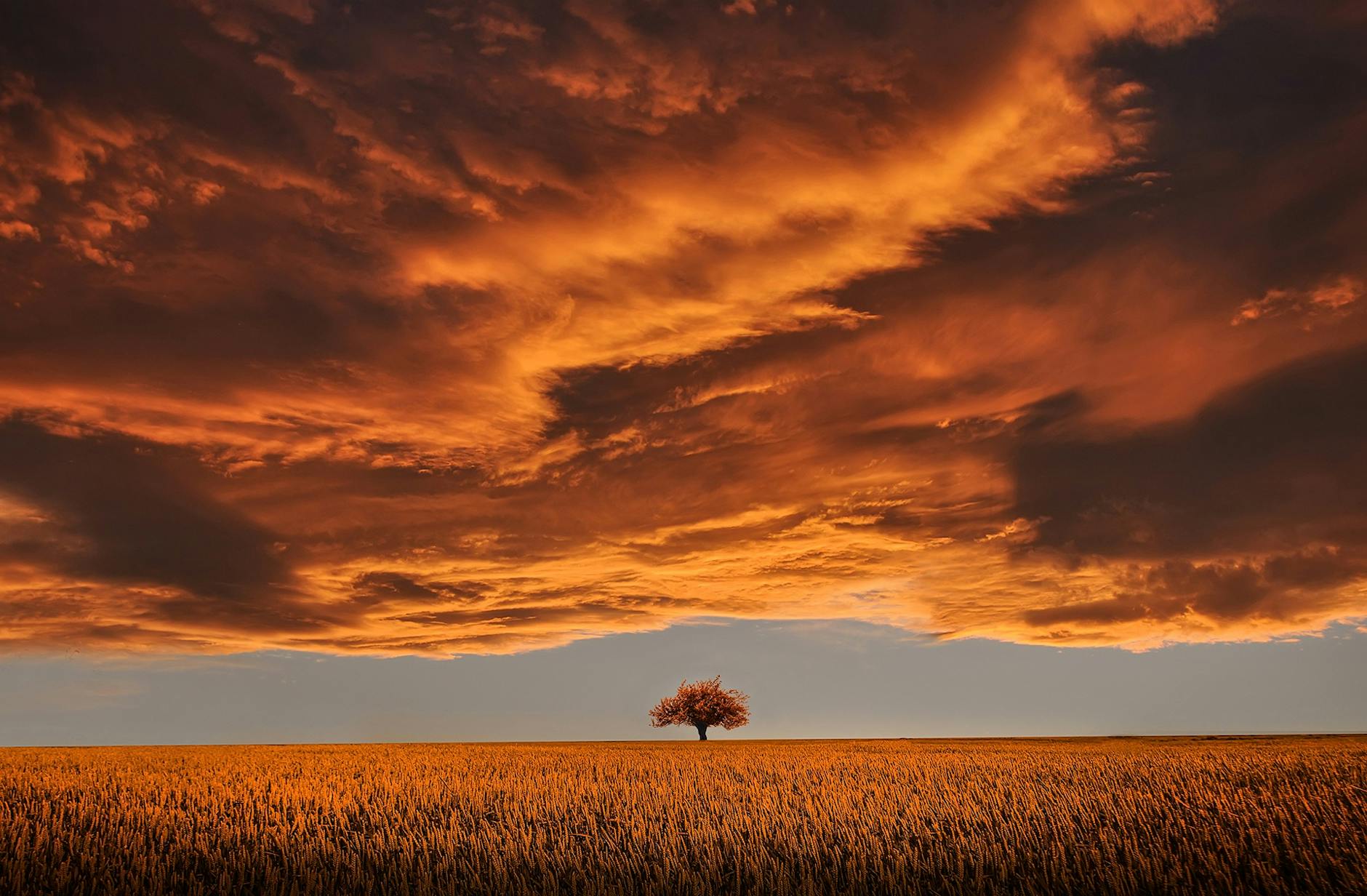 Serene landscape with a single tree against a dramatic orange twilight sky.