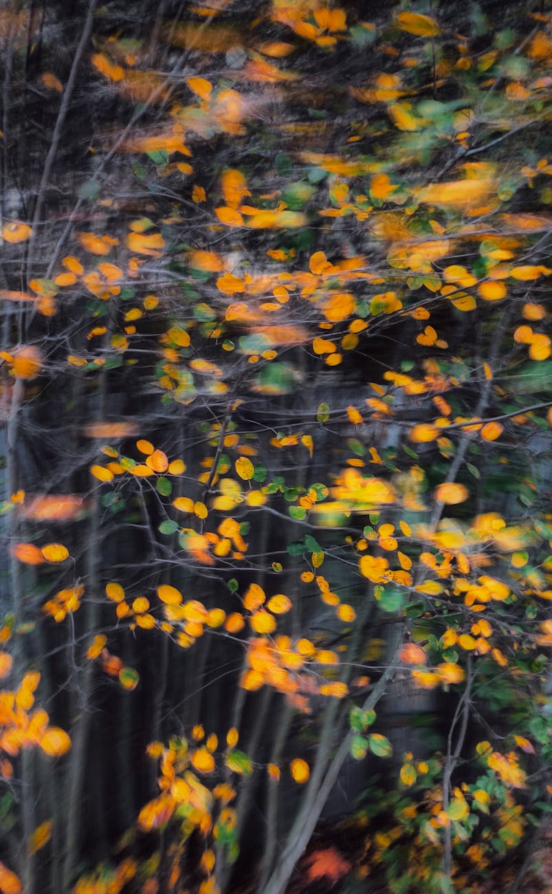Abstract view of autumn leaves with a blurred motion effect in a forest setting.