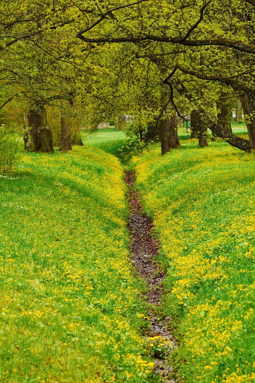 Beautiful spring scene in a St. Petersburg park with yellow wildflowers and lush greenery.
