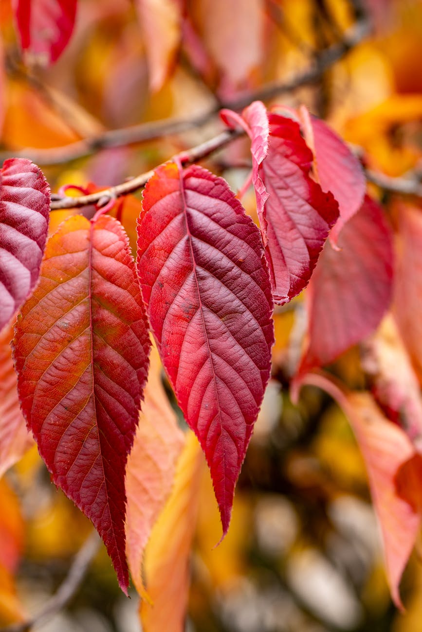Focused close-up of red autumn leaves on a branch, showcasing nature's vibrant fall colors.