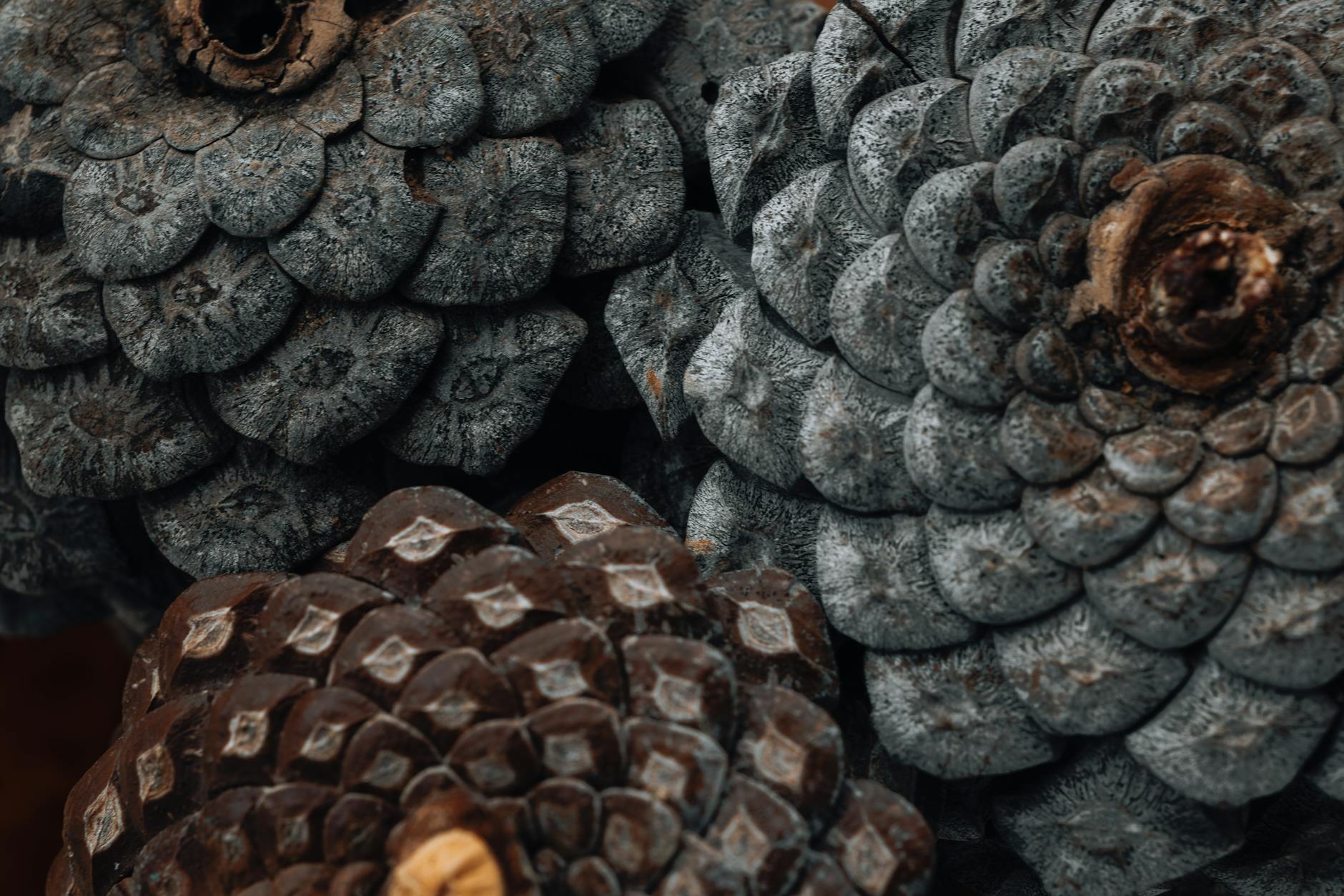 Detailed close-up of textured pine cones showcasing natural patterns and earthy tones.