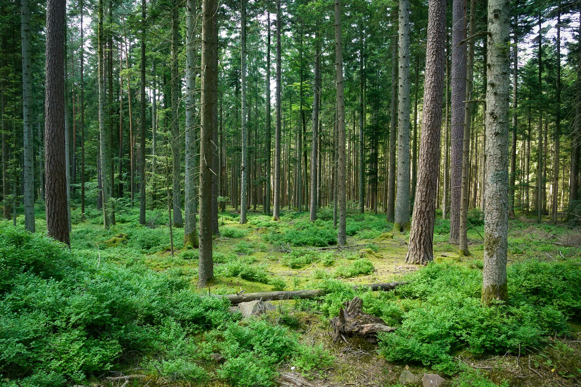 Serene forest scene in Schömberg, Baden-Württemberg, showcasing tall trees and green undergrowth.