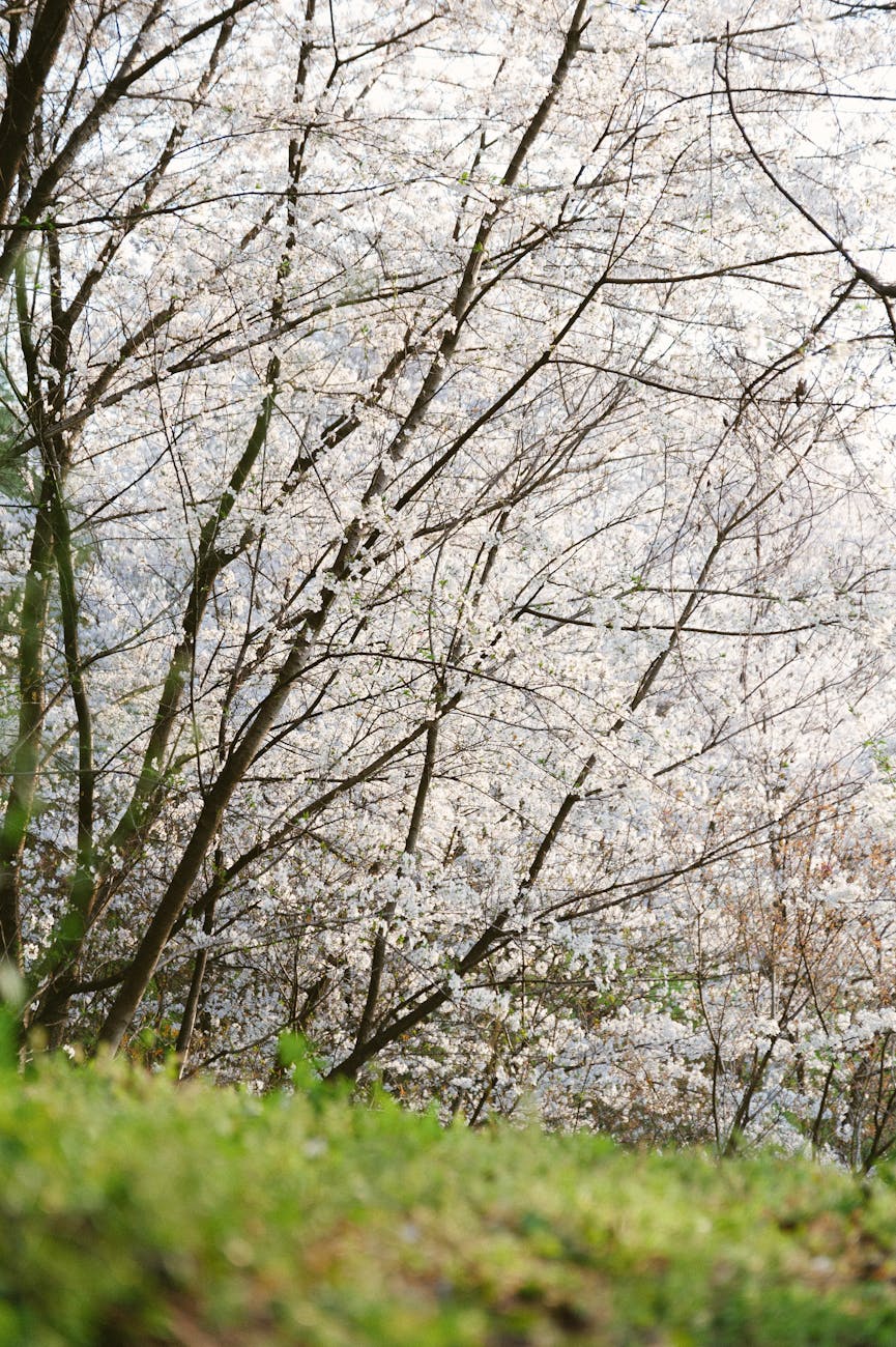 Beautiful cherry blossom trees in full bloom during spring, showcasing delicate white flowers.