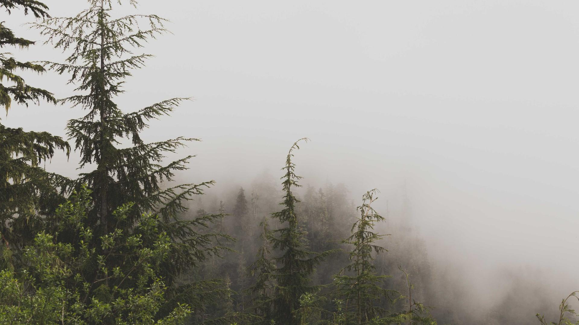 Random image from Lorem Picsum