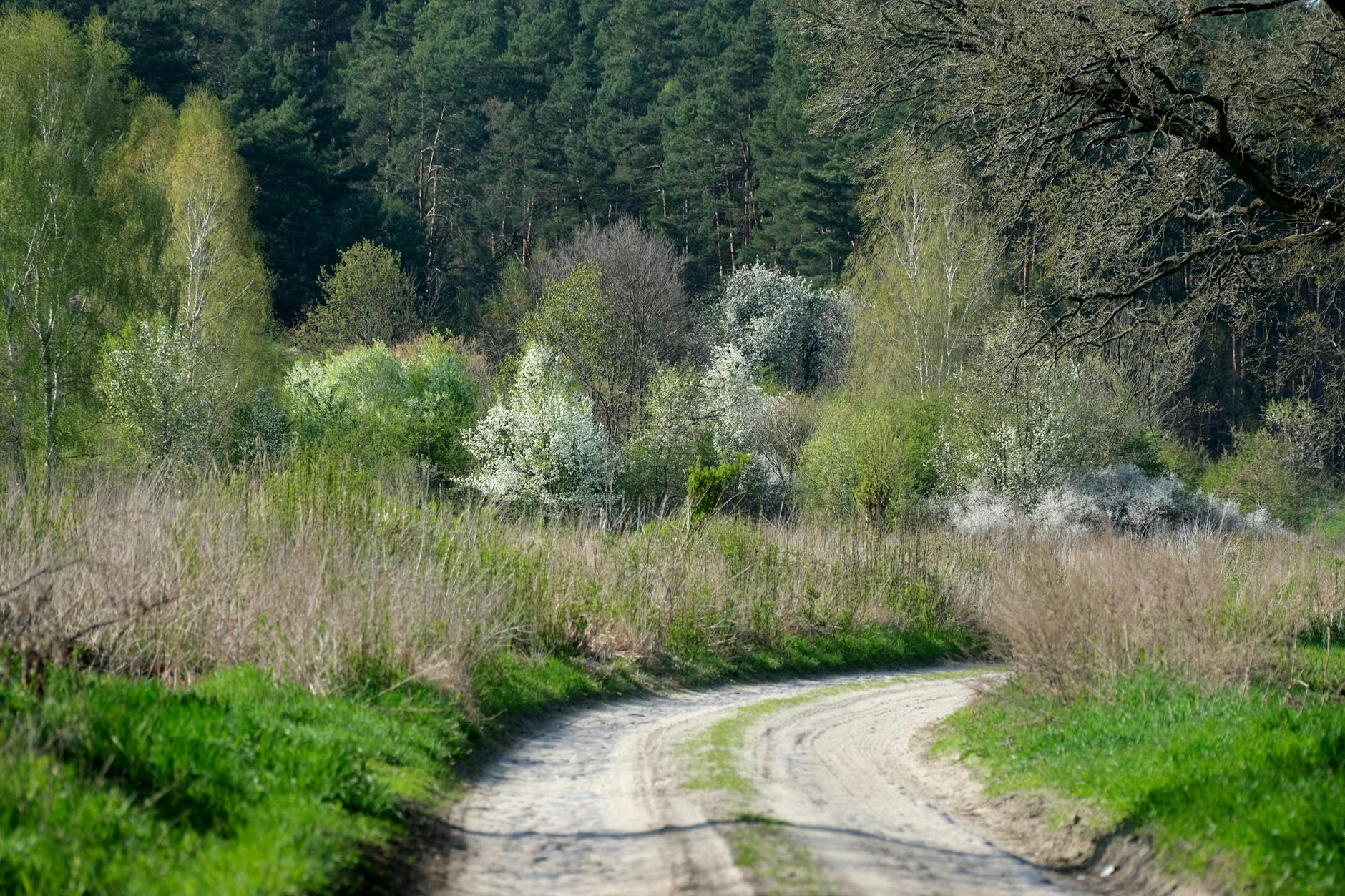 A serene dirt path winds through a lush, green spring forest with blooming trees.